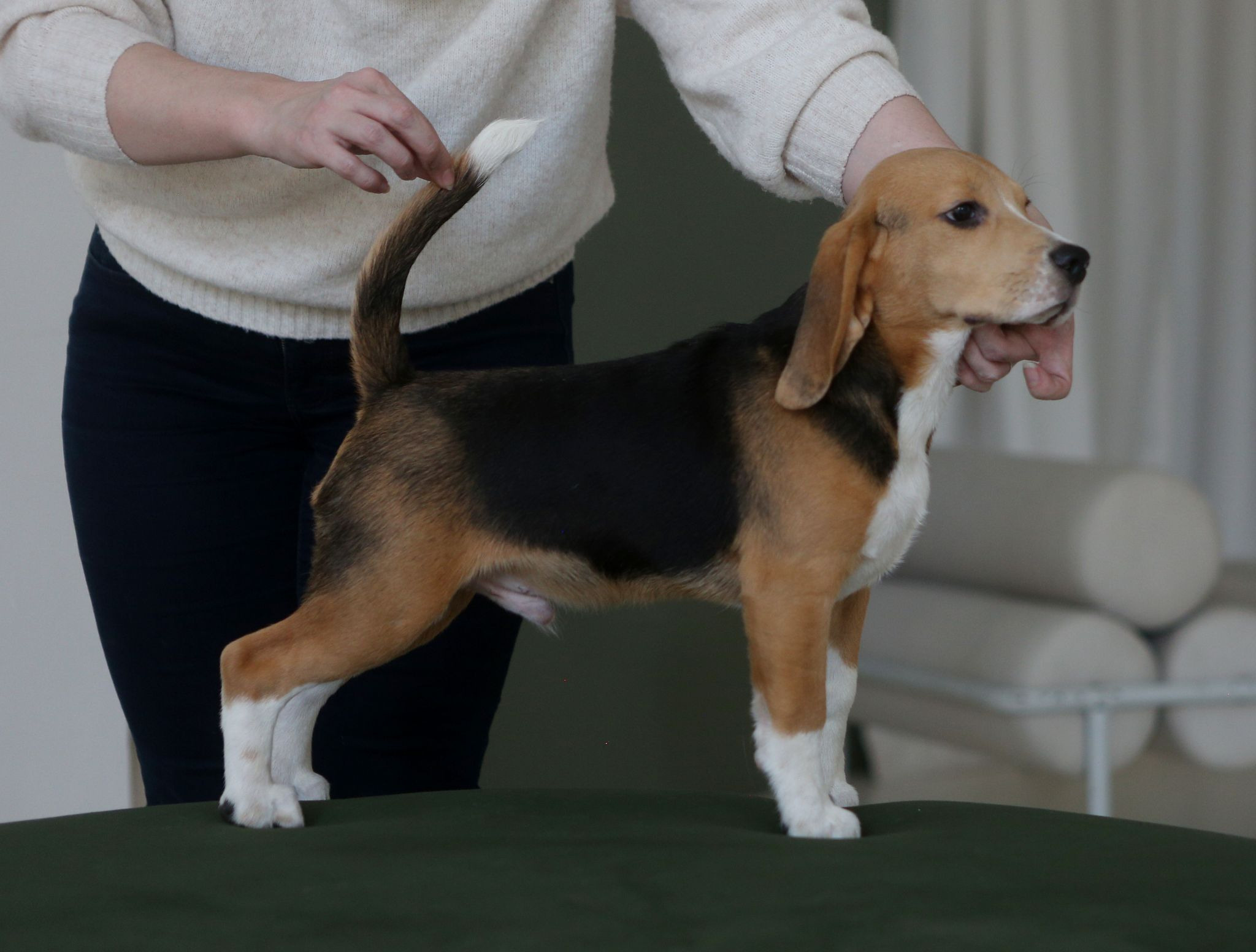 Єрик+Перік. Розплідник біглей в Україні