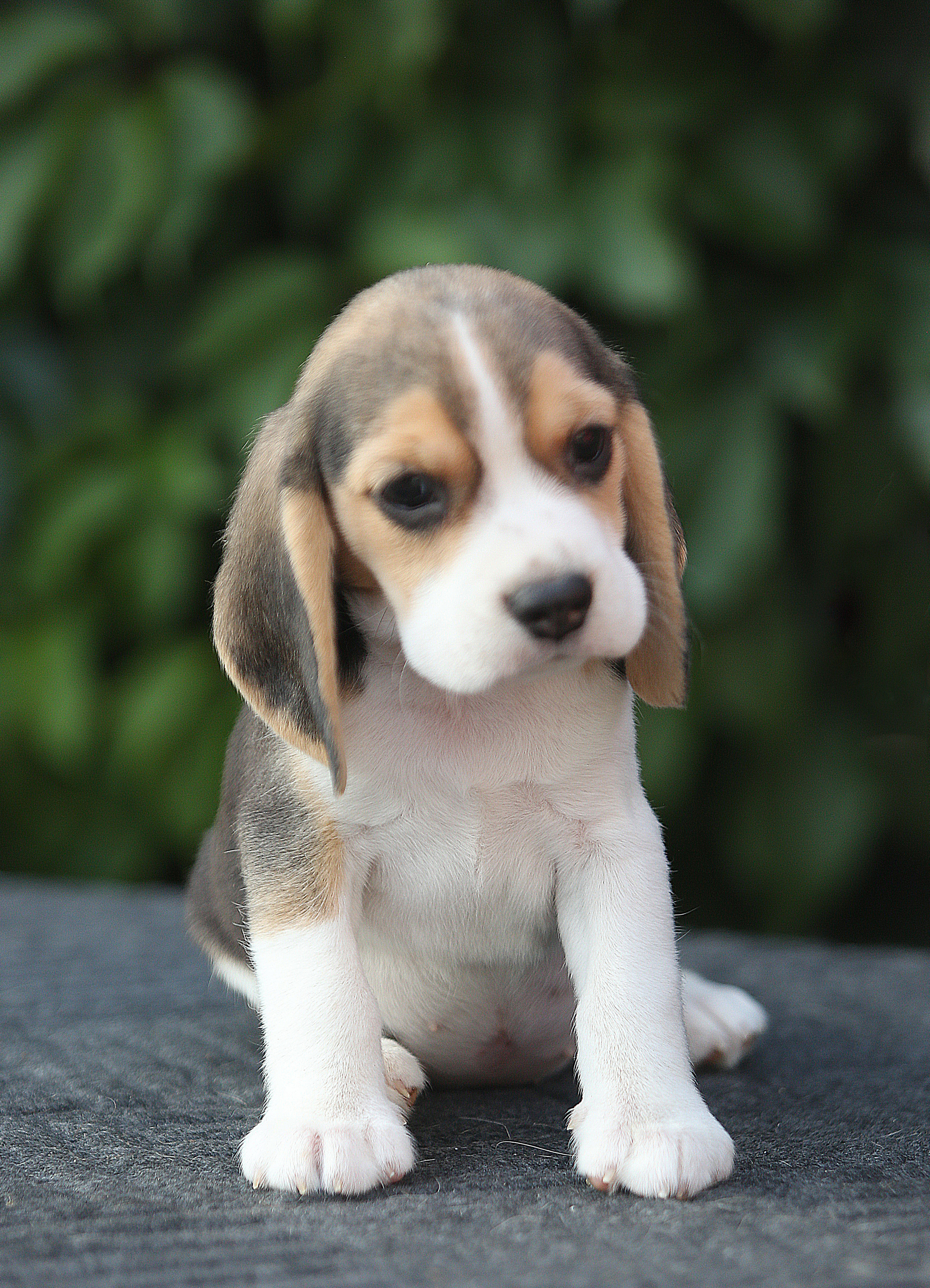 Саша і Ден. Розплідник біглей в Україні