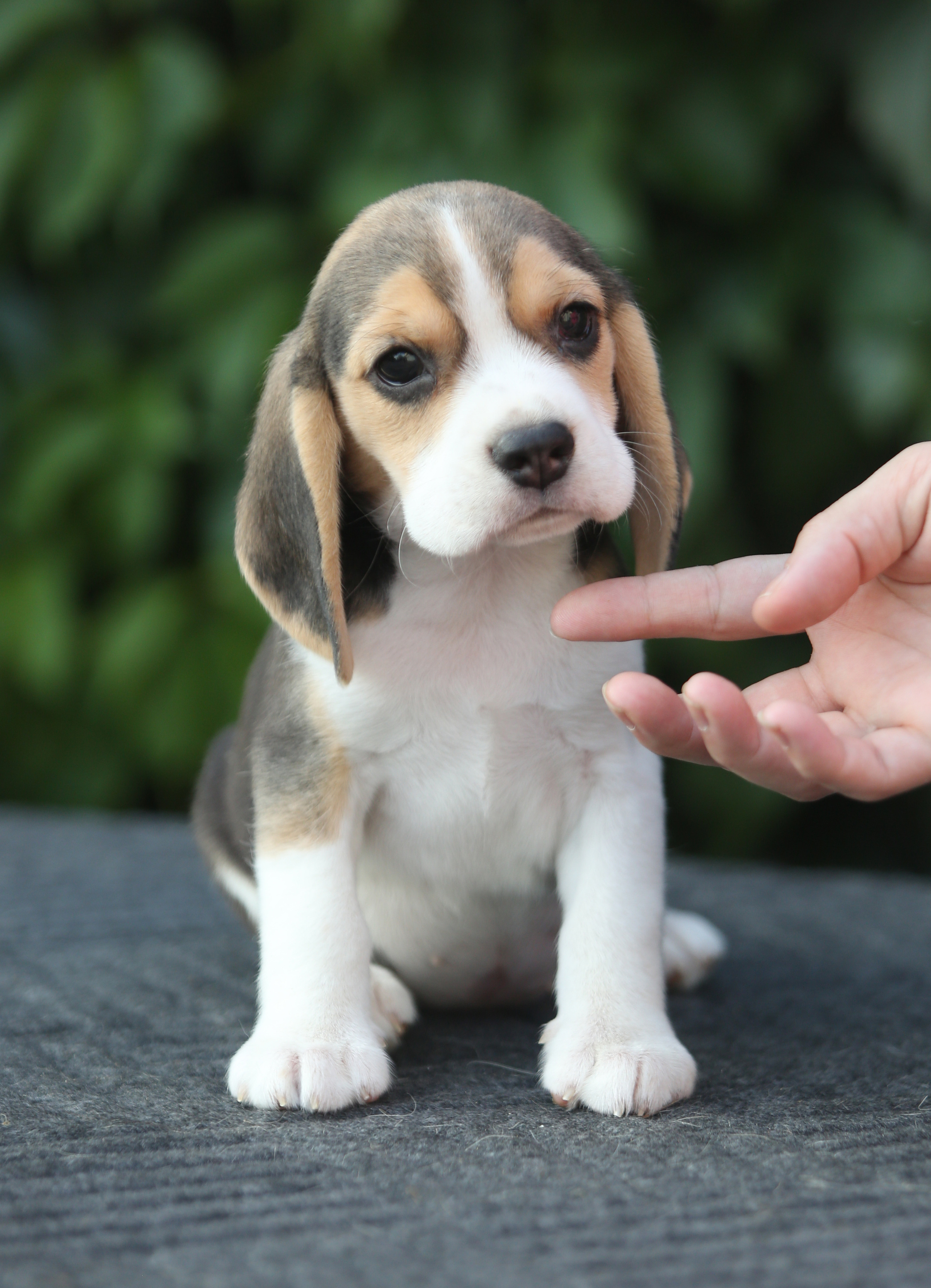 Саша і Ден. Розплідник біглей в Україні