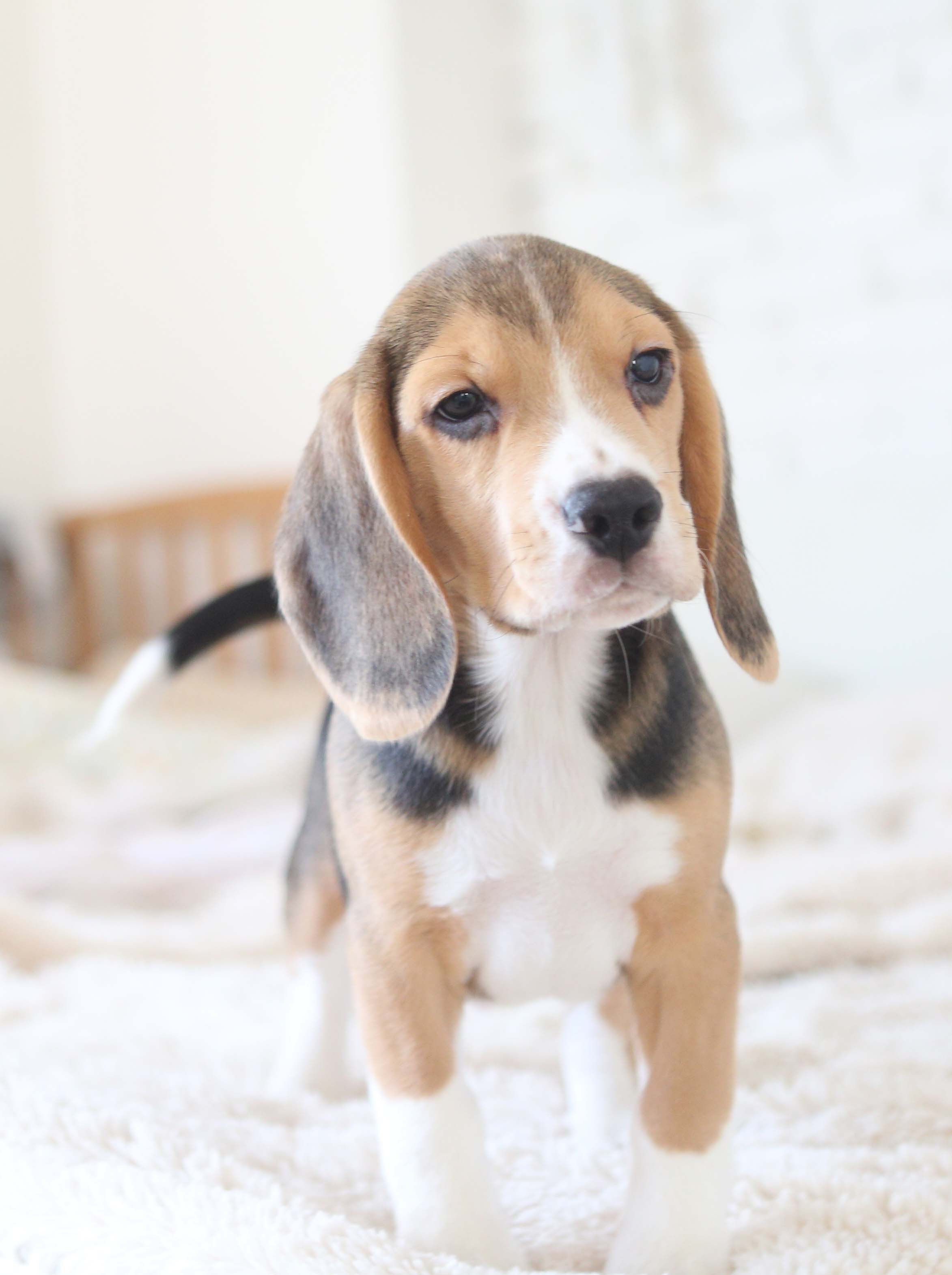 Єрик+Перік. Розплідник біглей в Україні