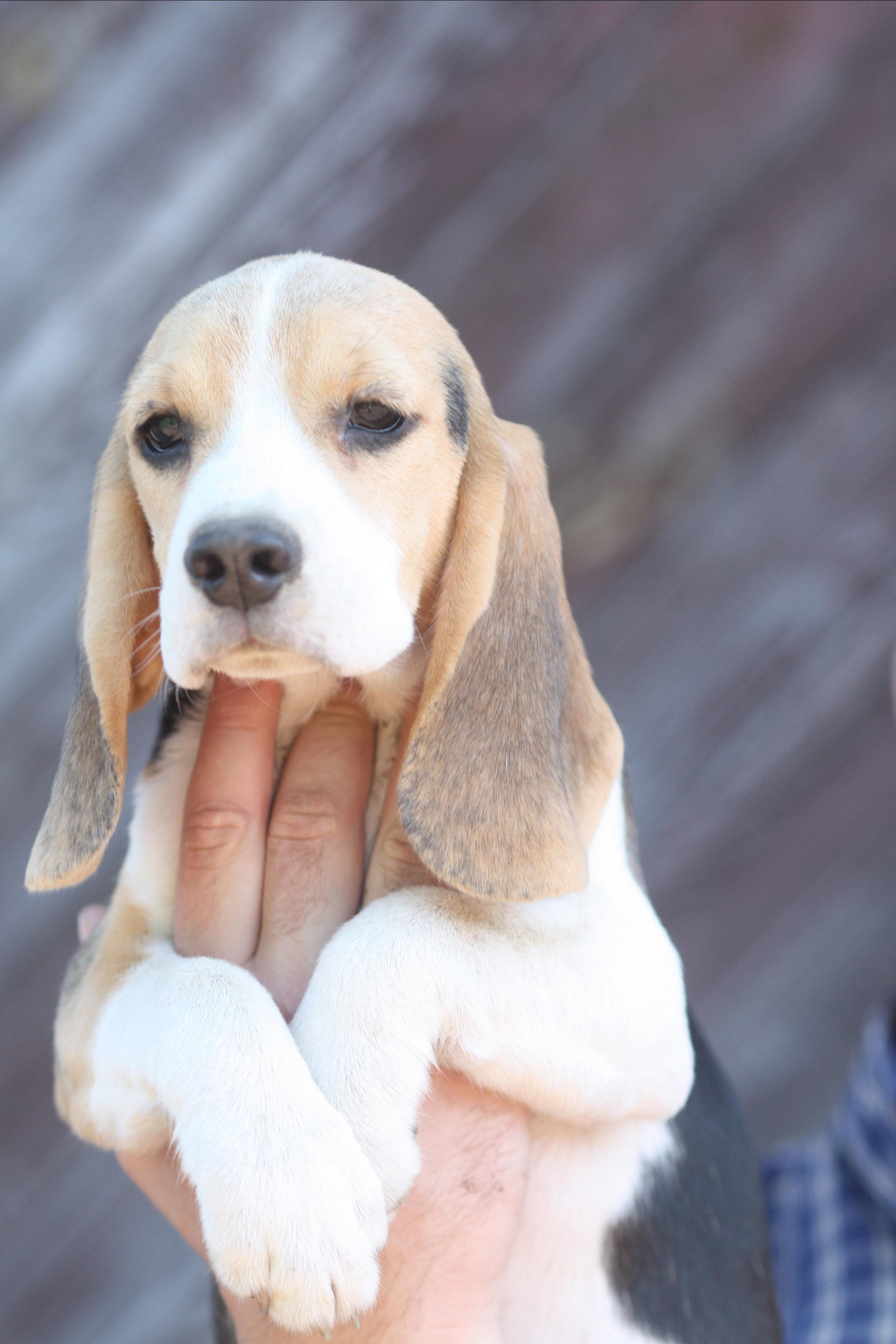Саша і Ден. Розплідник біглей в Україні
