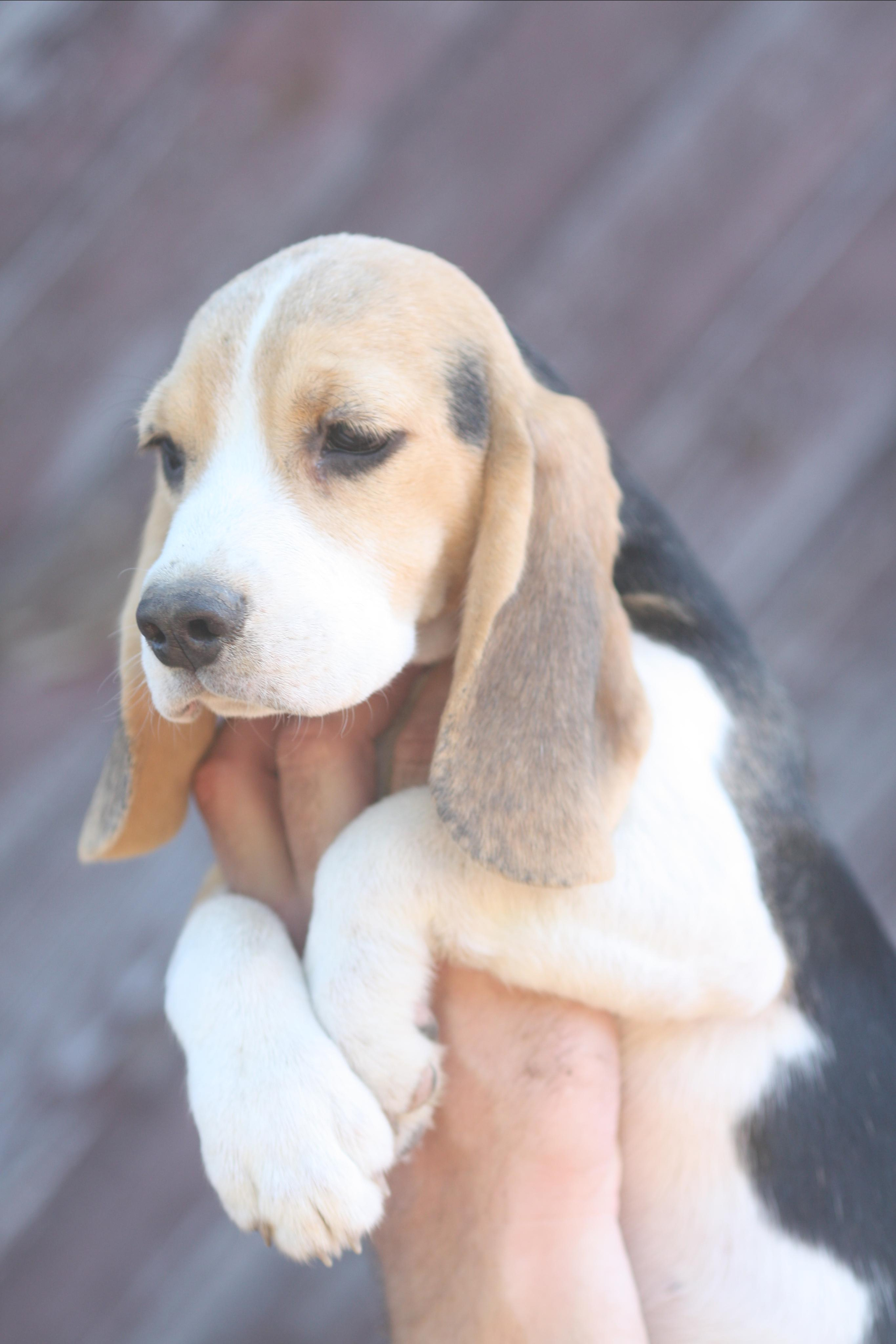 Саша і Ден. Розплідник біглей в Україні