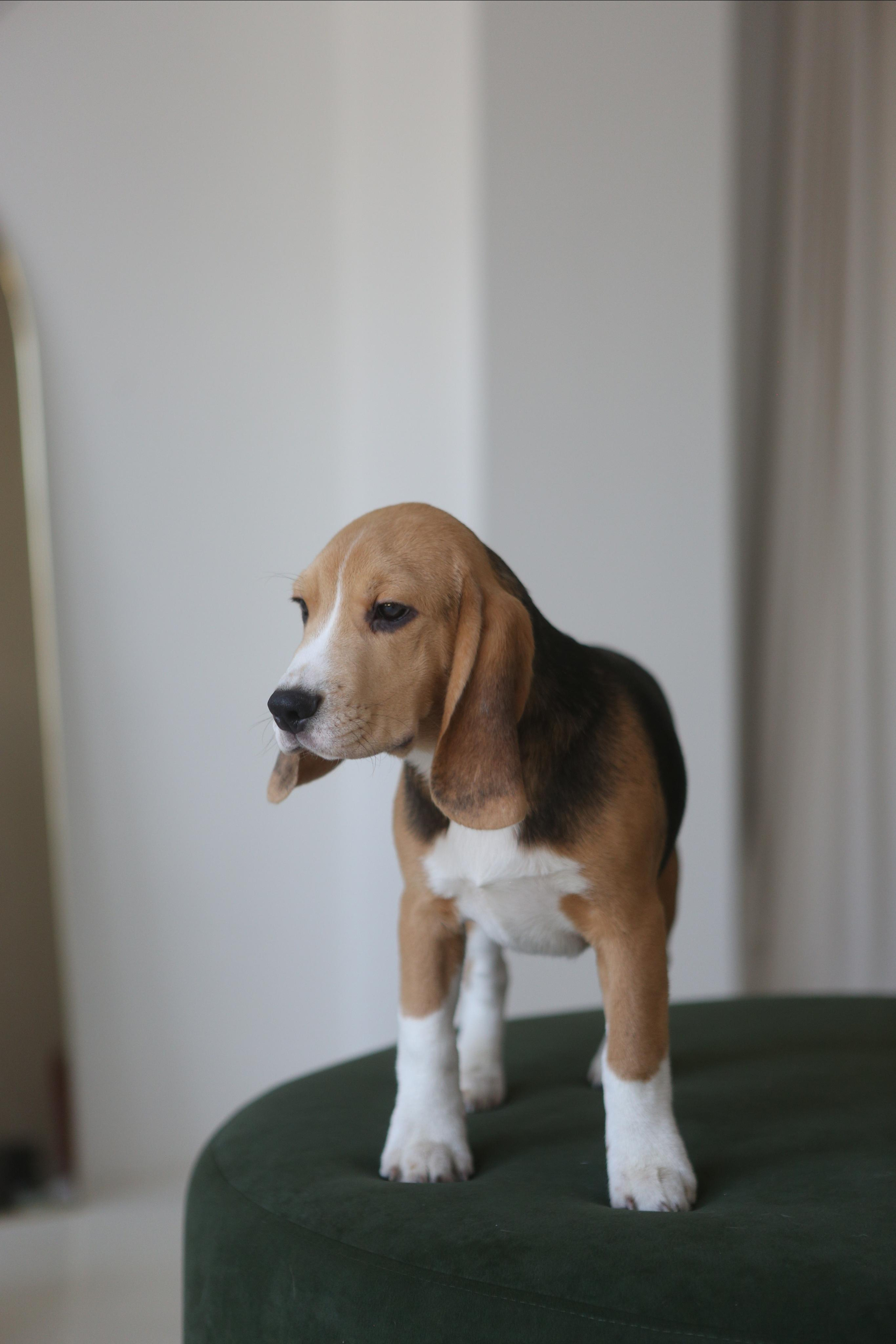 Джони. Питомник биглей Selesta’s Dreams