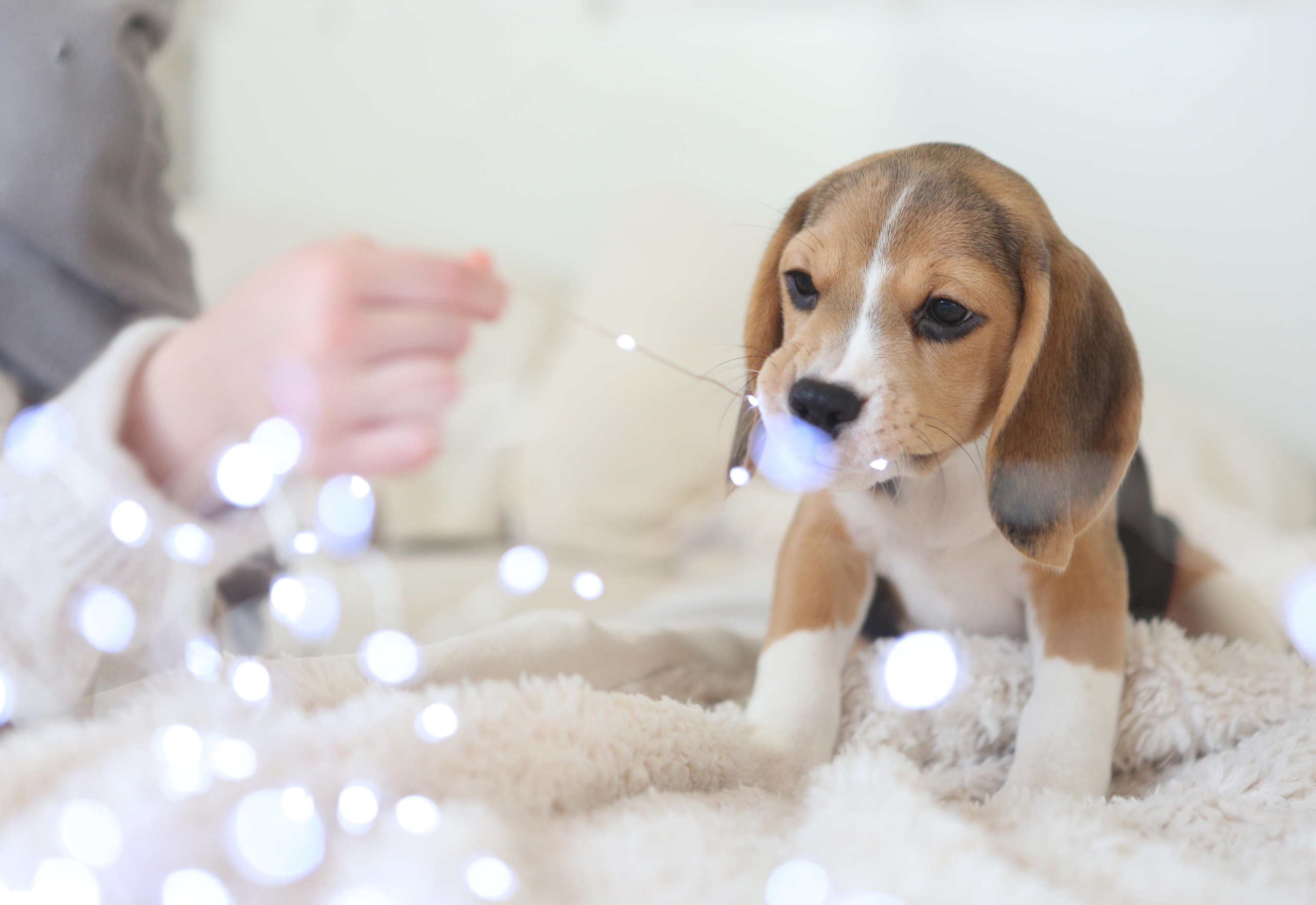 Єрик+Перік. Розплідник біглей в Україні