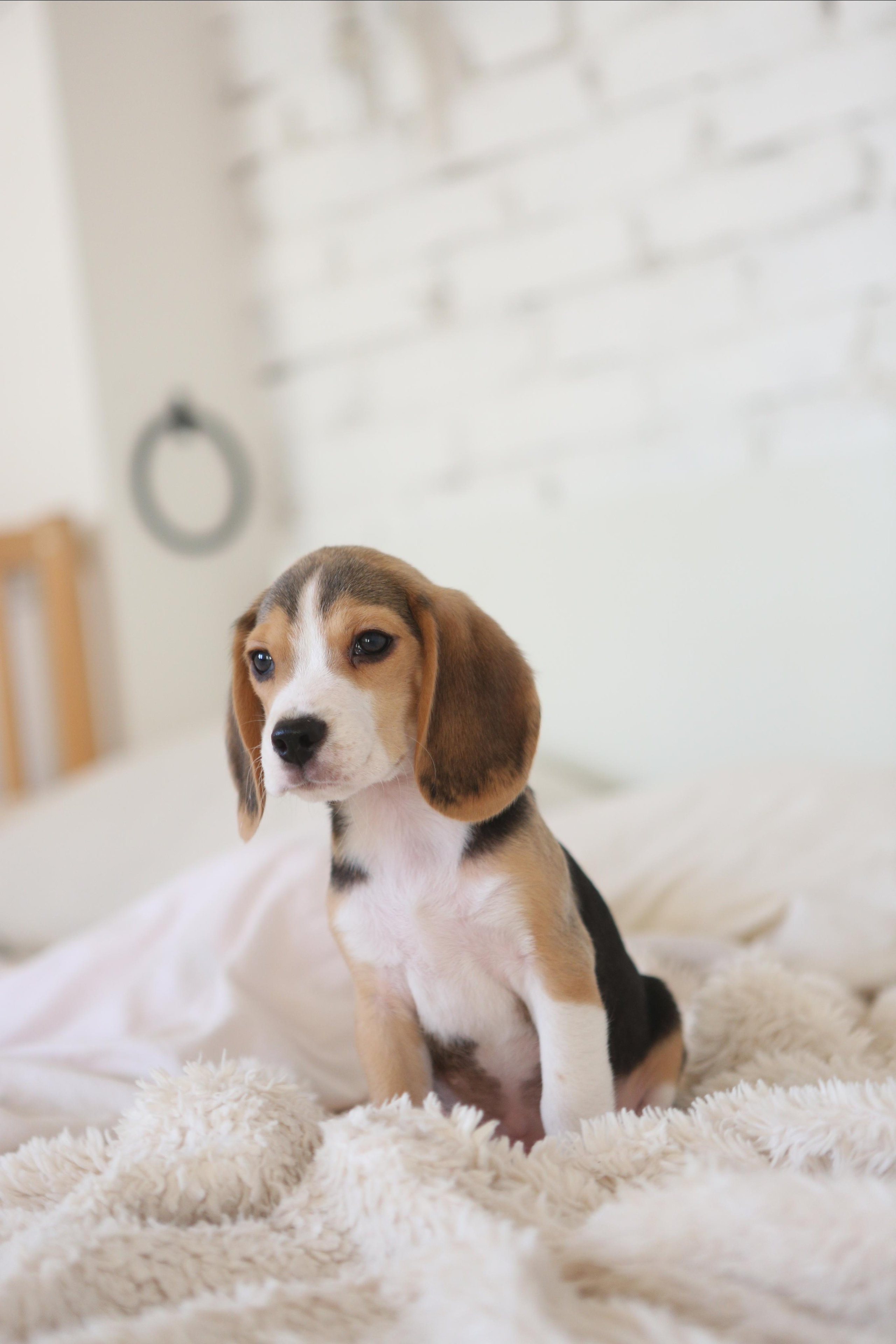 Krepish + Karamel. Питомник биглей Selesta’s Dreams