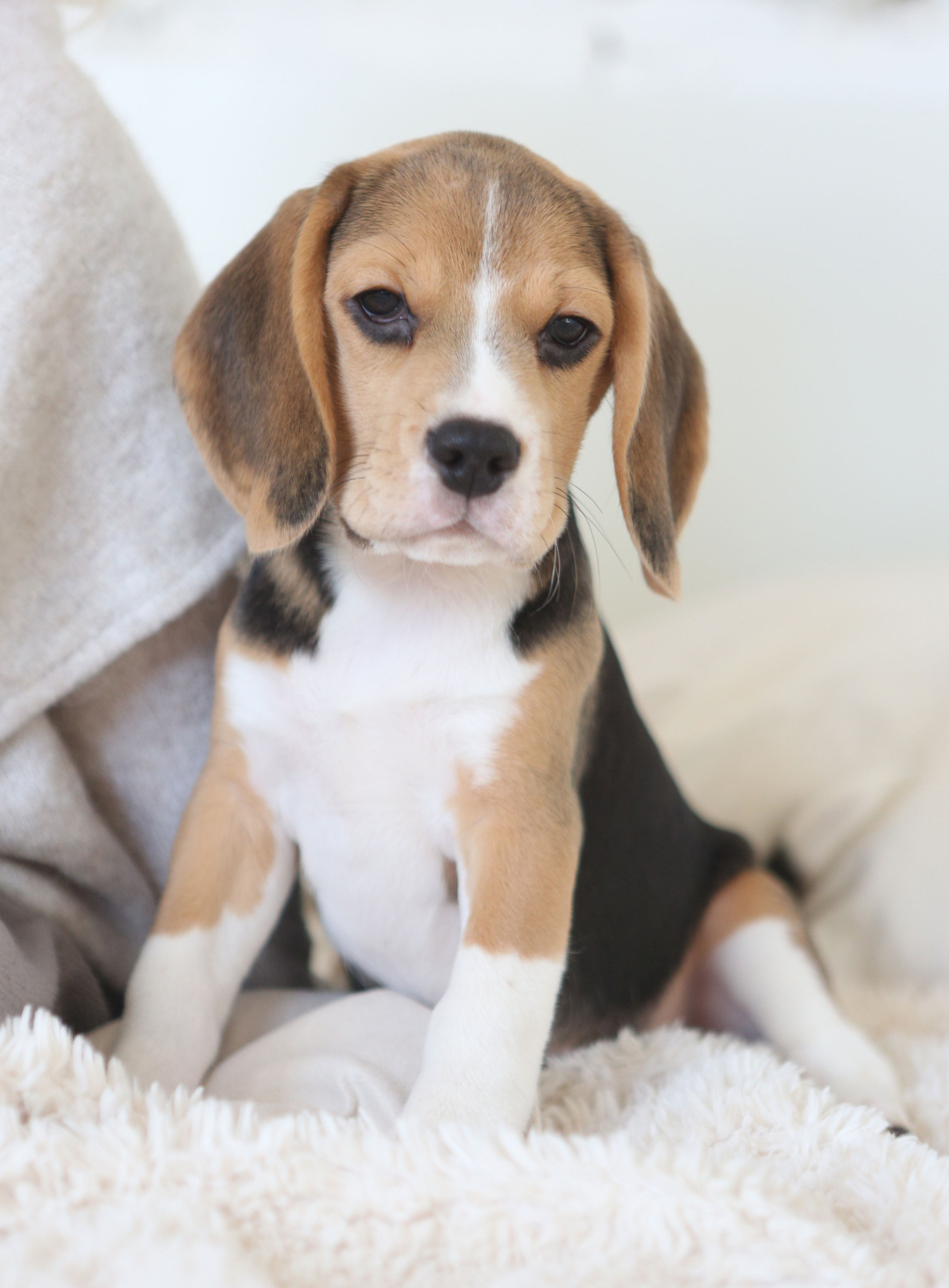 Єрик+Перік. Розплідник біглей в Україні