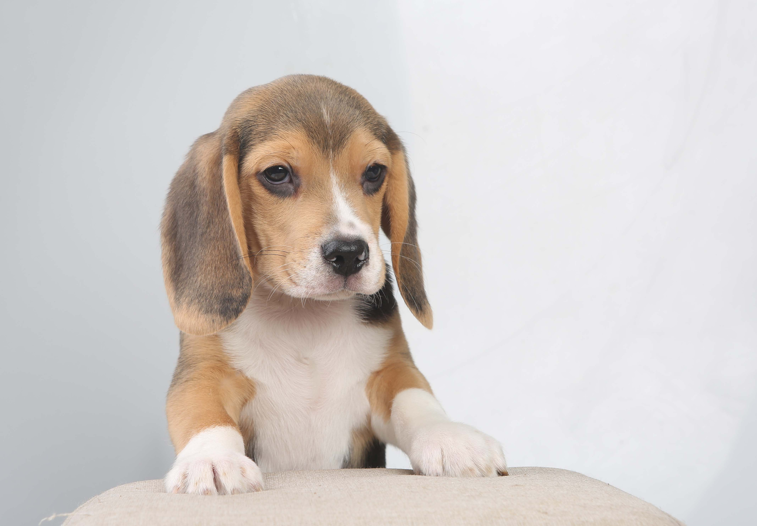 Єрик+Перік. Розплідник біглей в Україні