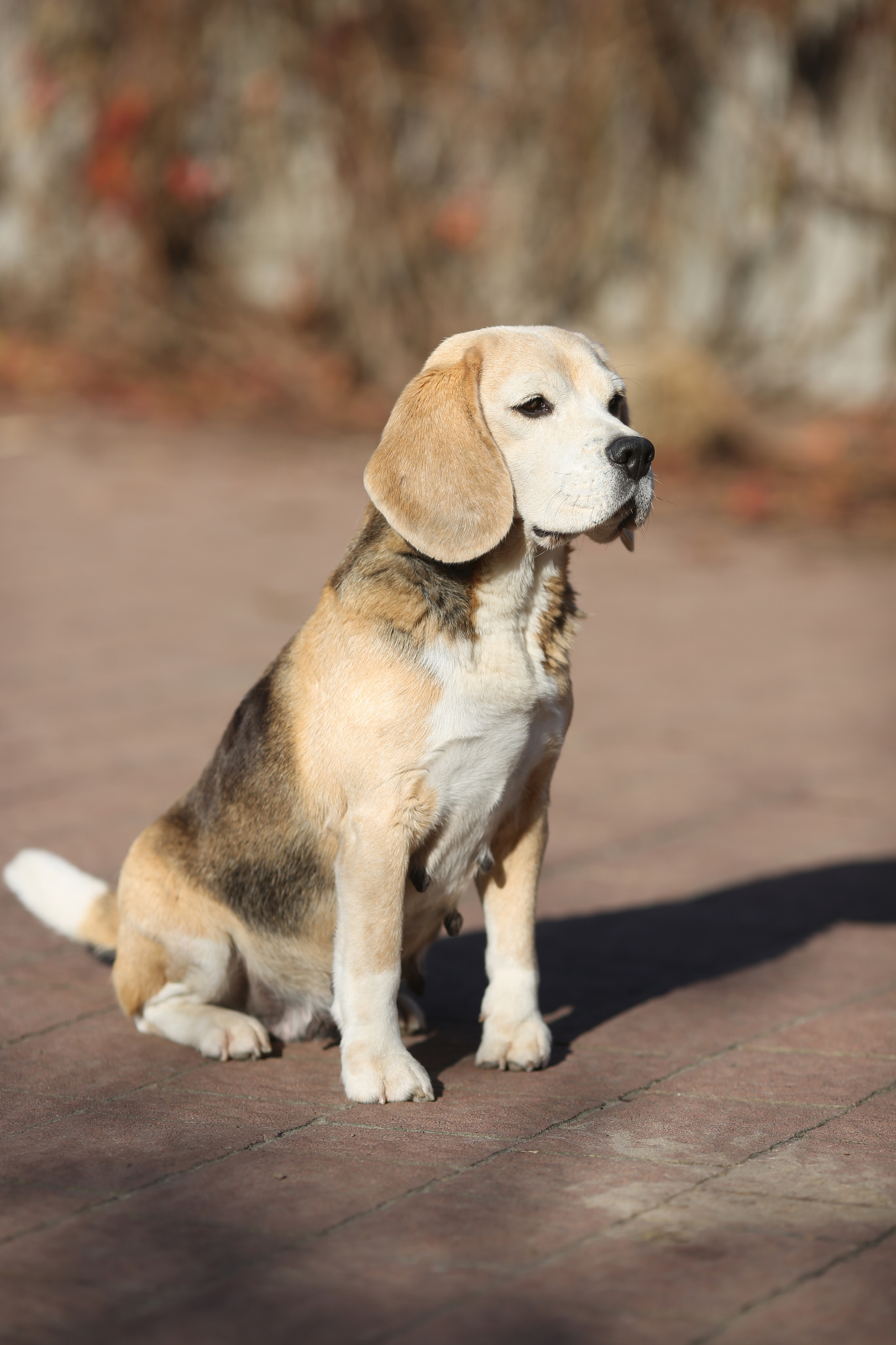 Тіна. Розплідник біглей в Україні