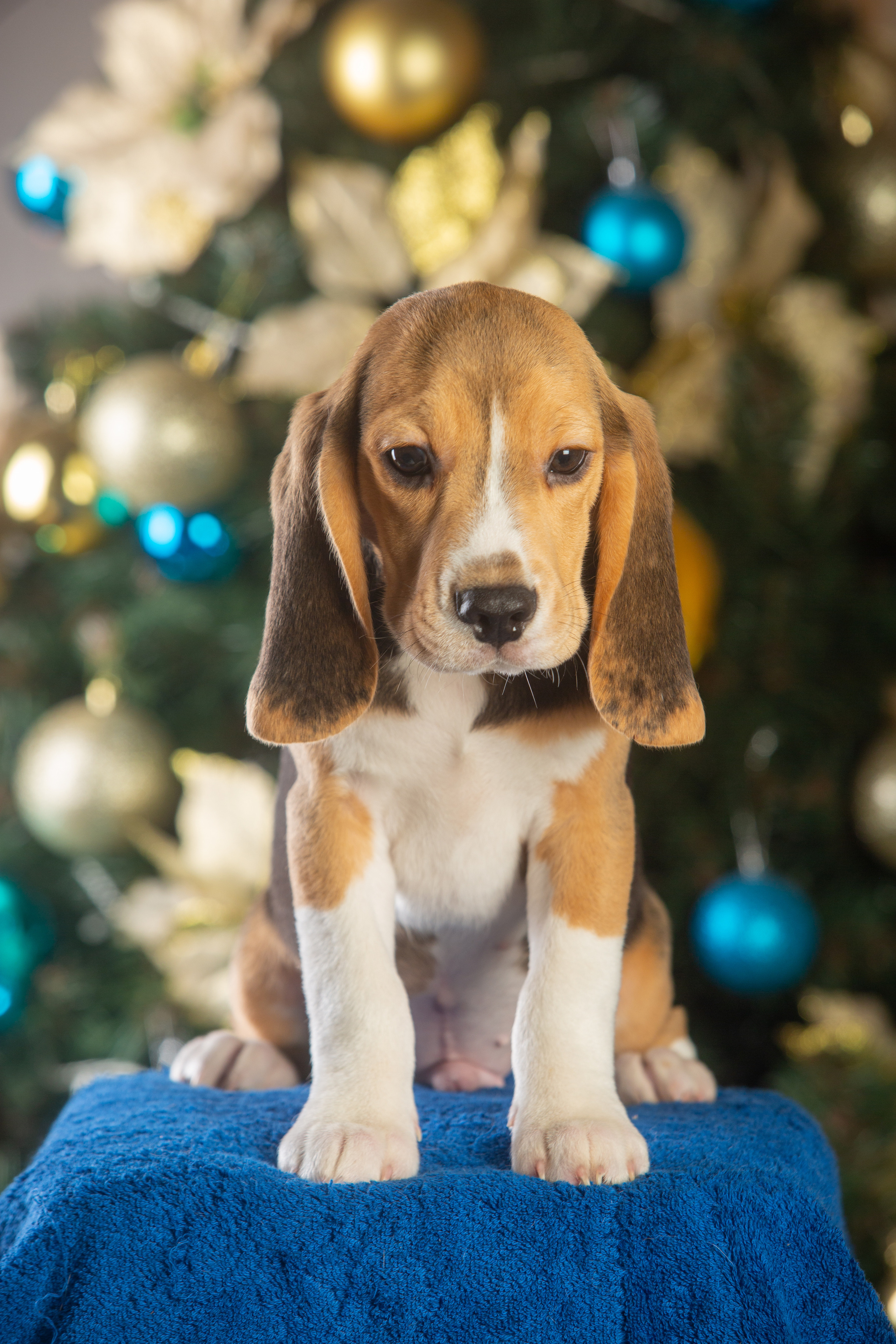 Krepish + Karamel. Питомник биглей Selesta’s Dreams