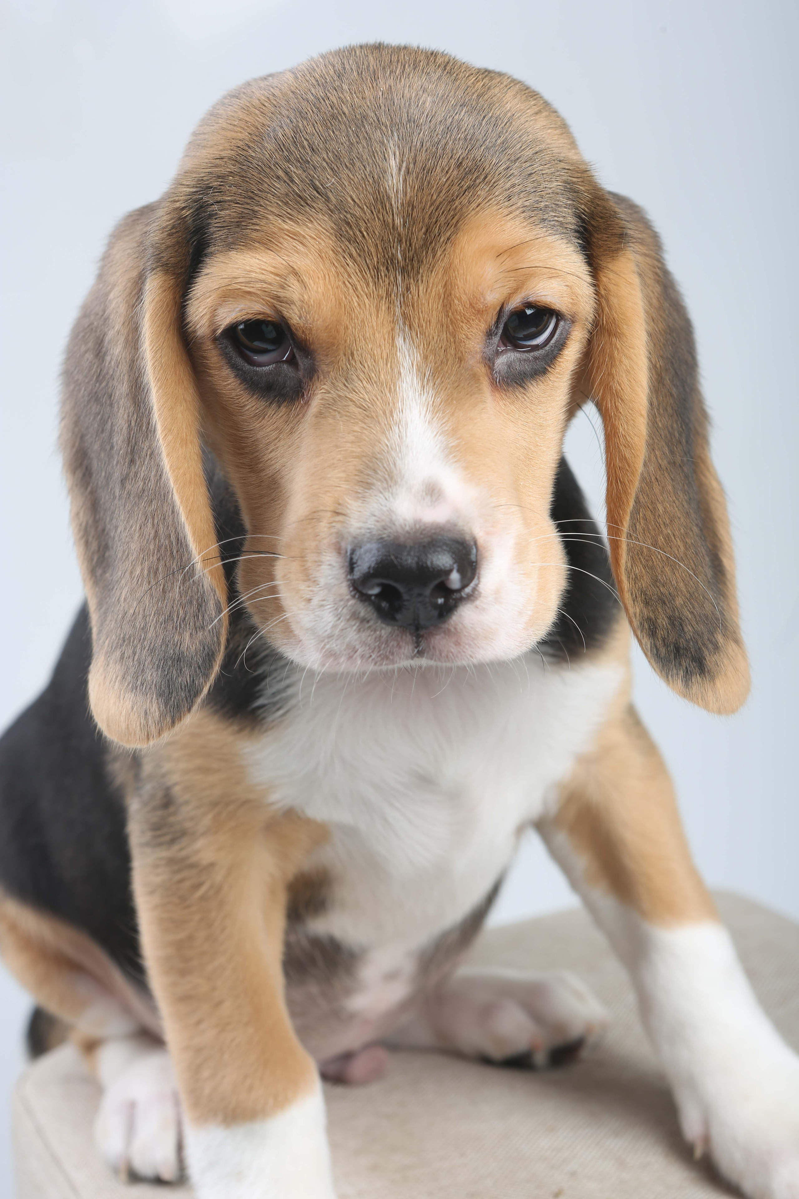 Єрик+Перік. Розплідник біглей в Україні