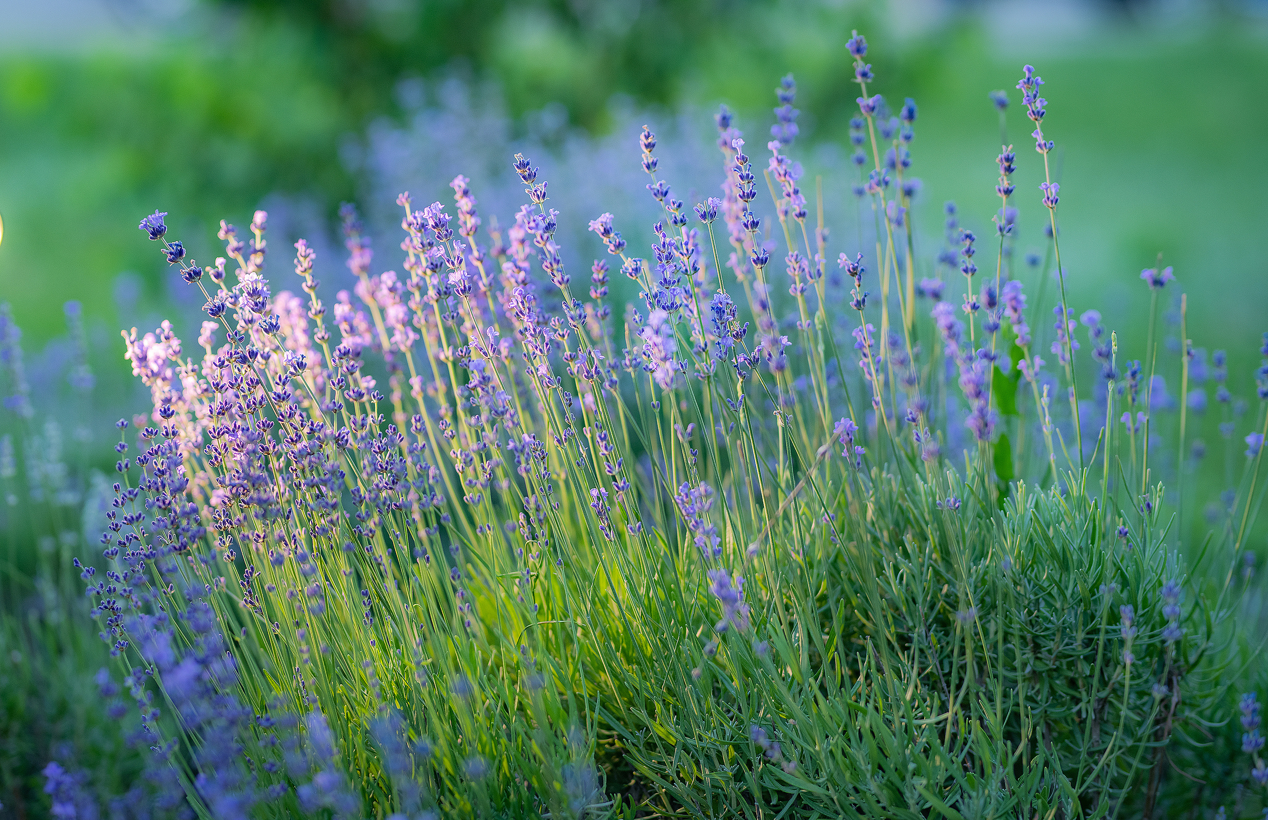Фотосессия в лаванде Запорожье. Фотограф в Запоріжжі та Європі