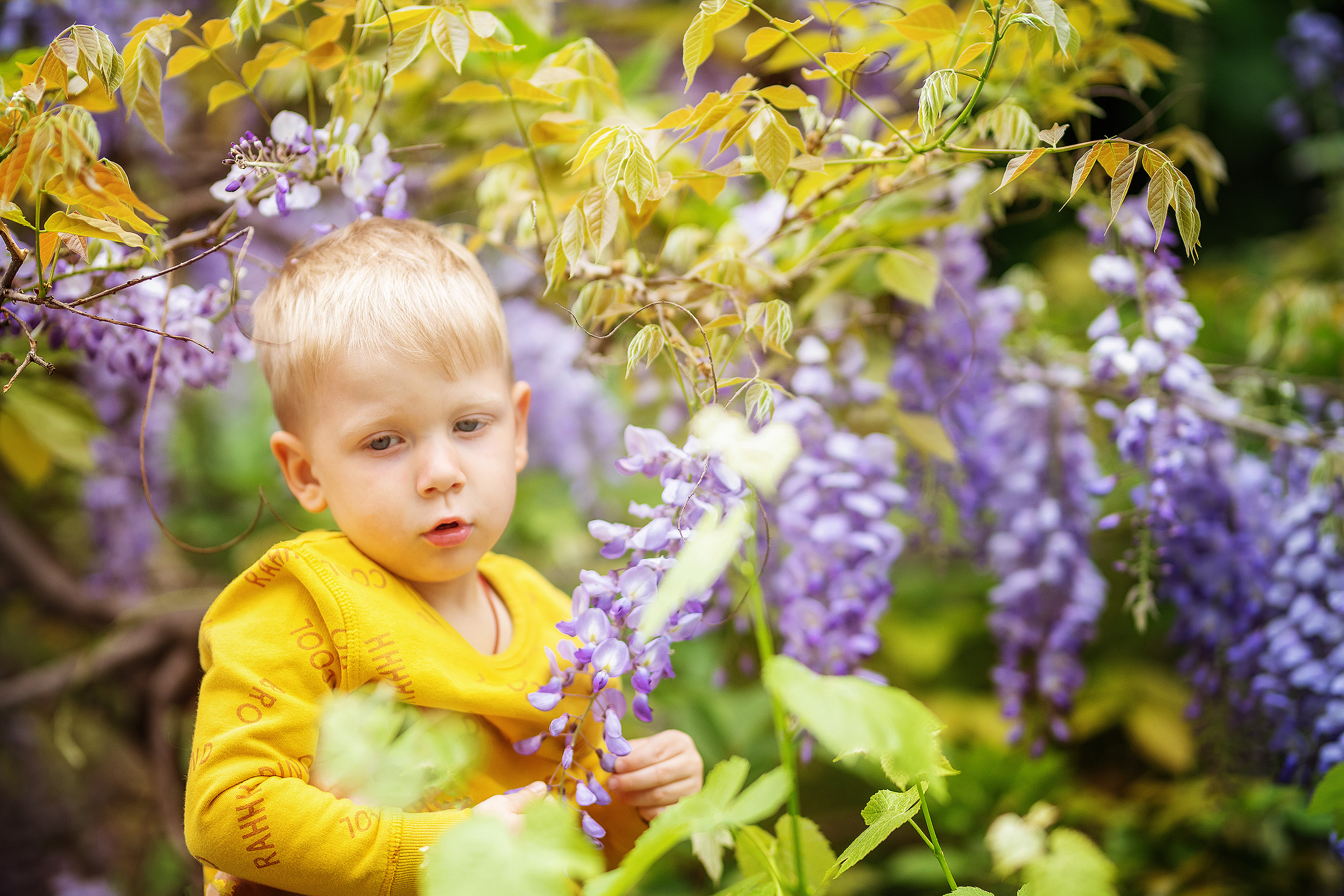 Фотосессия в глицинии. Фотограф в Запоріжжі та Європі