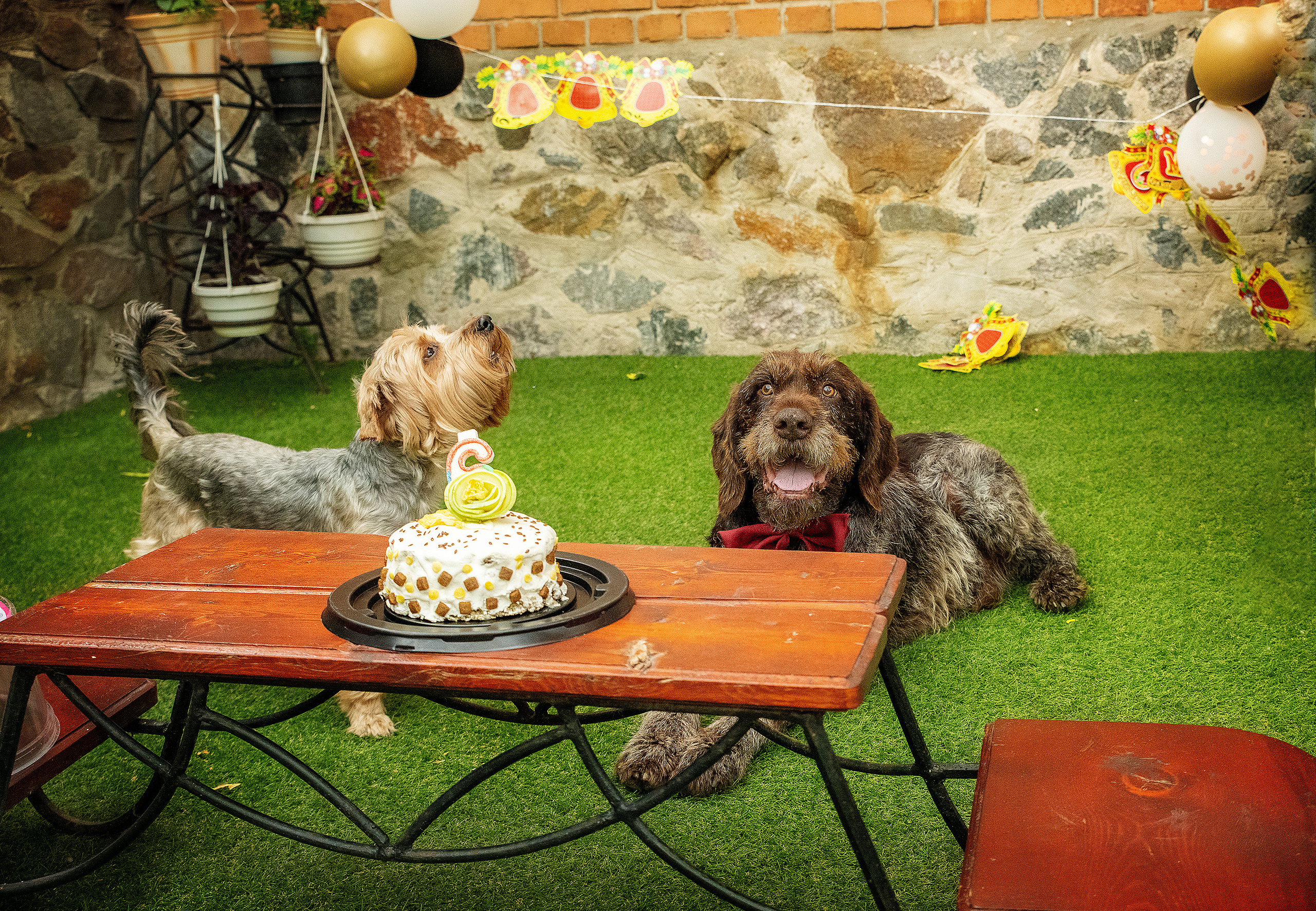 Pets birthday. Фотограф в Запоріжжі та Європі
