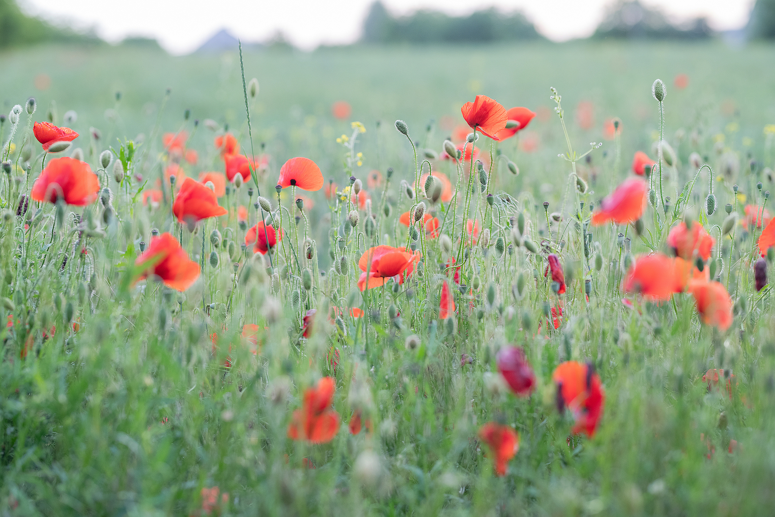 Фотосессия в маках. Фотограф в Запоріжжі та Європі