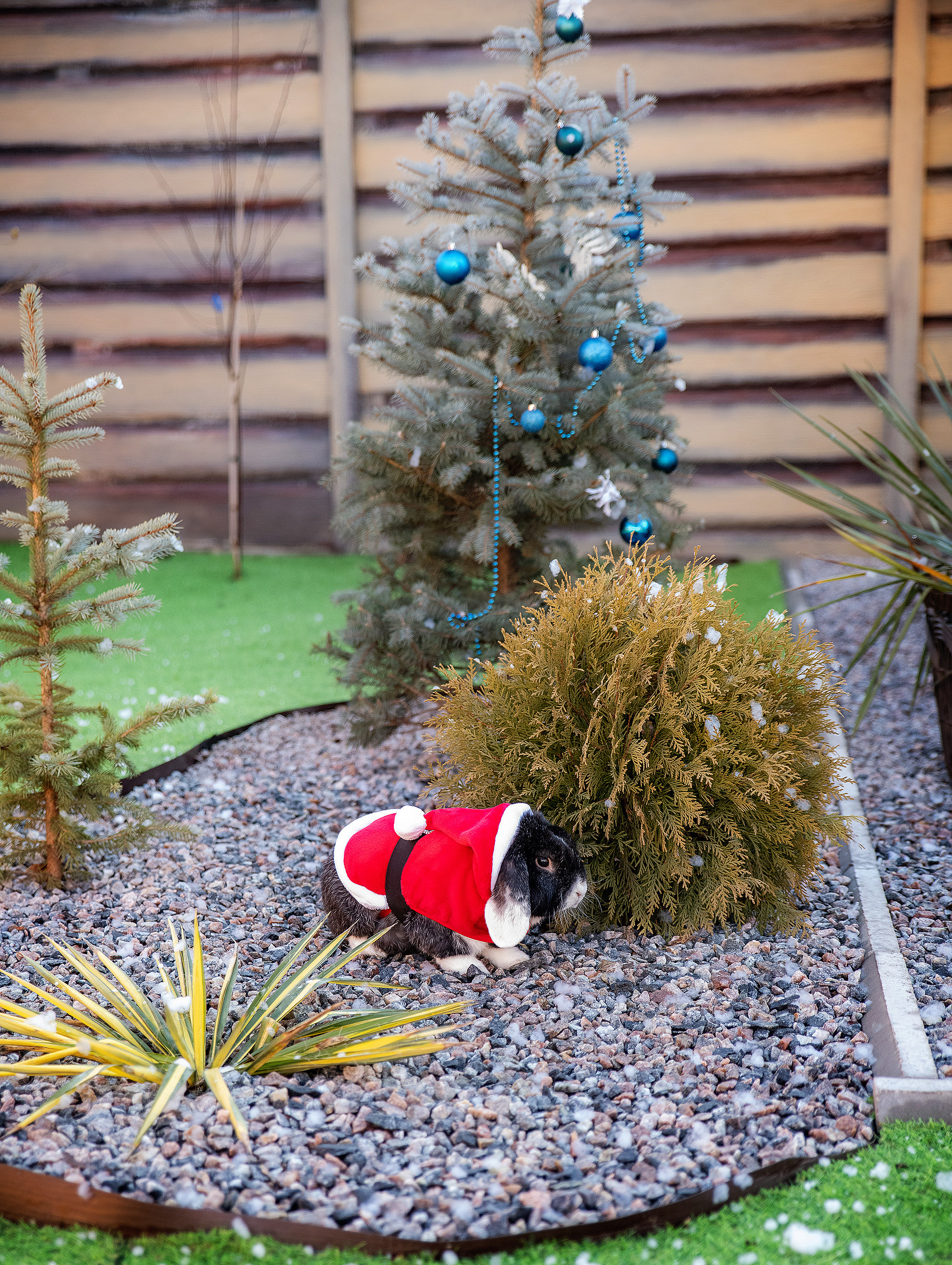 Новый год 2023. Фотограф в Запоріжжі та Європі