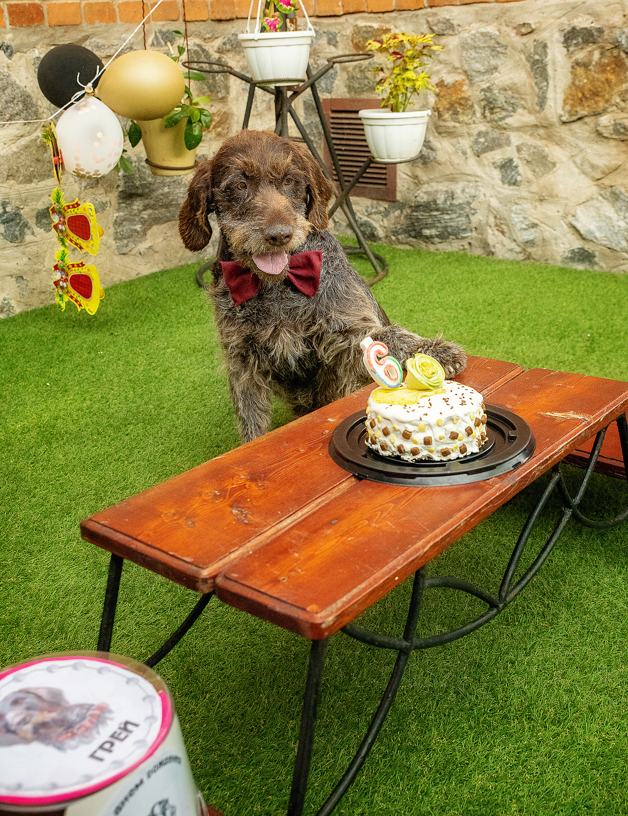 Pets birthday. Фотограф в Запоріжжі та Європі