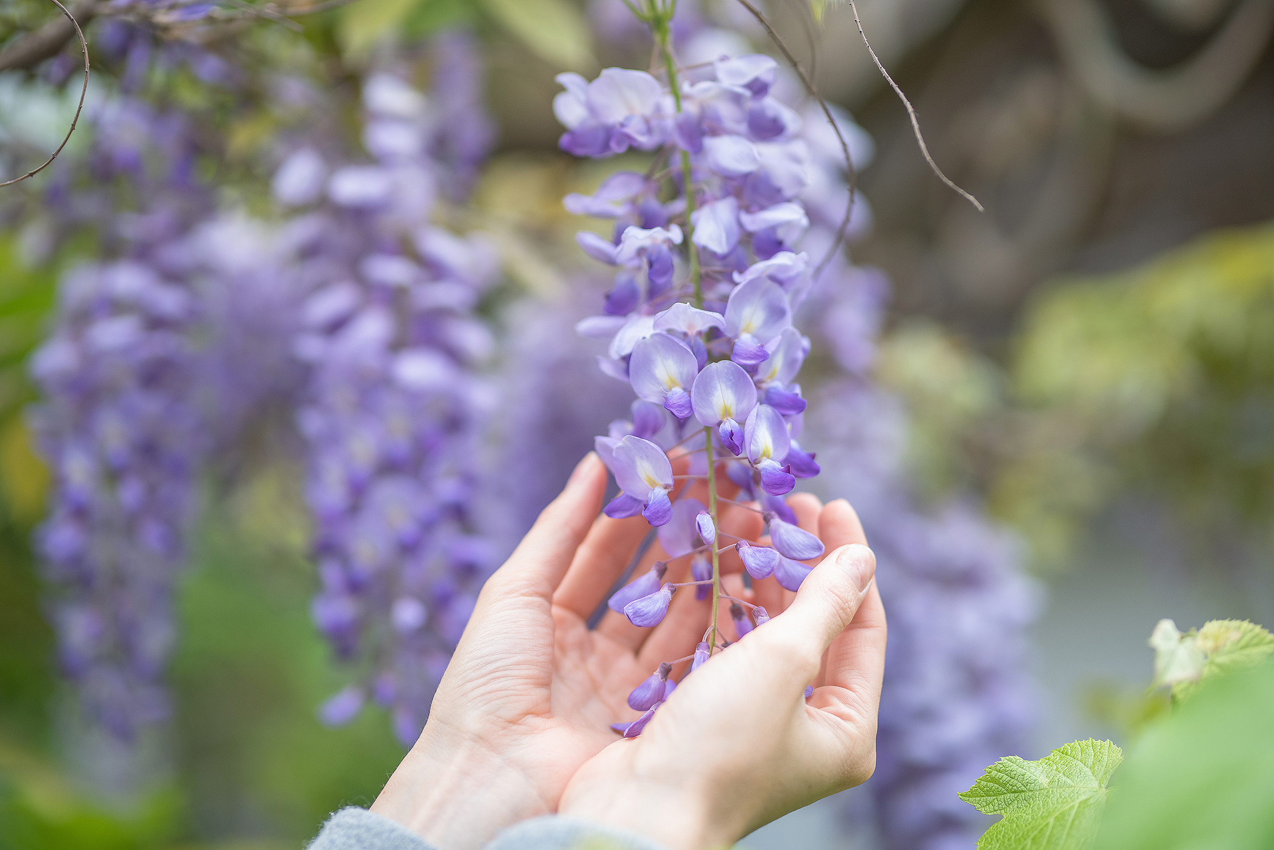 Фотосессия в глицинии. Фотограф в Запоріжжі та Європі