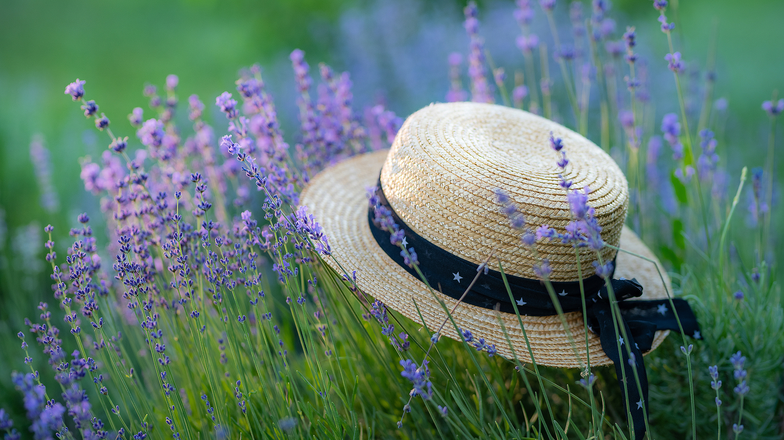 Фотосессия в лаванде Запорожье. Фотограф в Запоріжжі та Європі