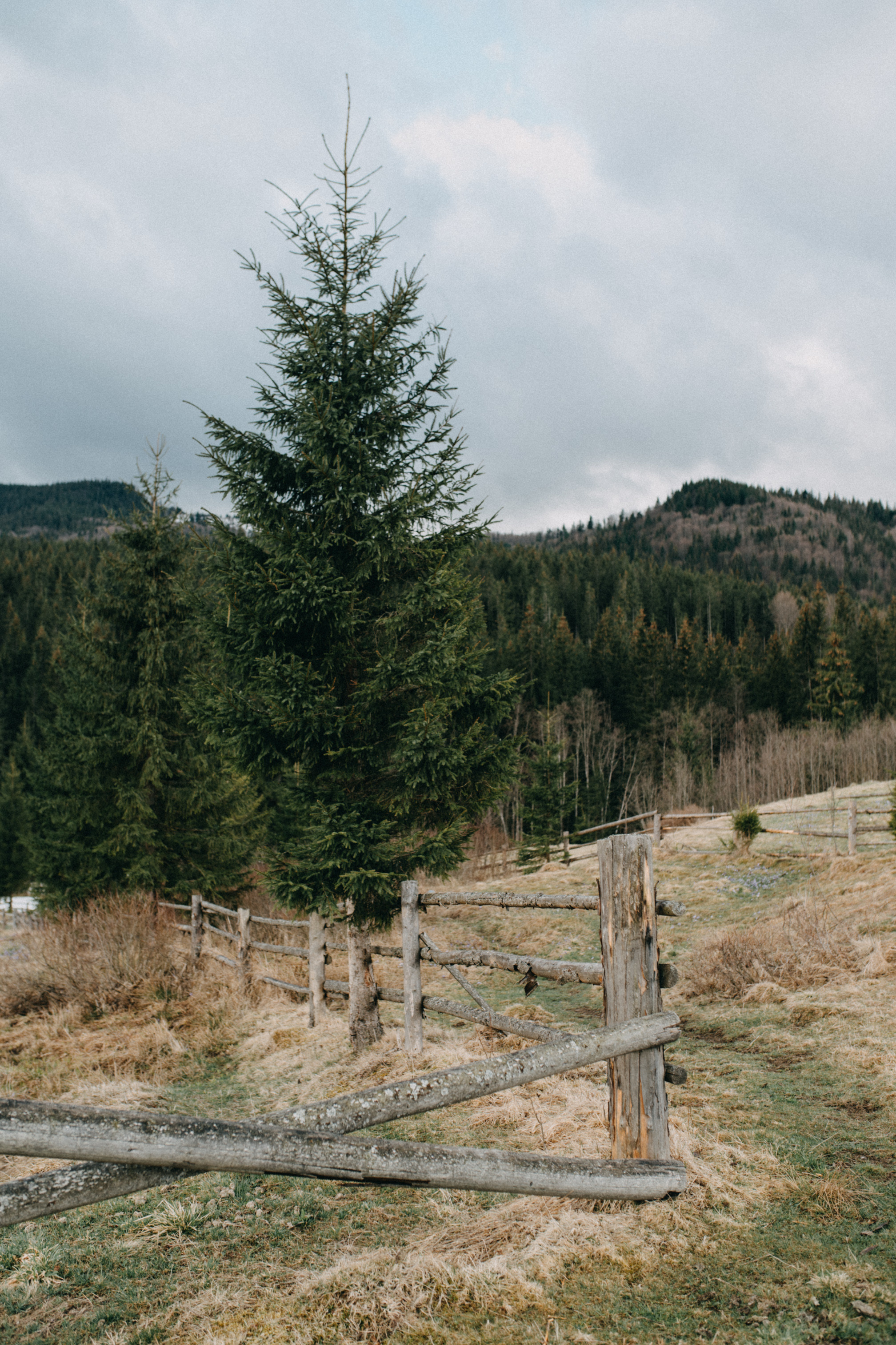 Karpaty wallpaper. NOVITSKIY.PHOTO Весільний і сімейний фотограф Новіцький Роман