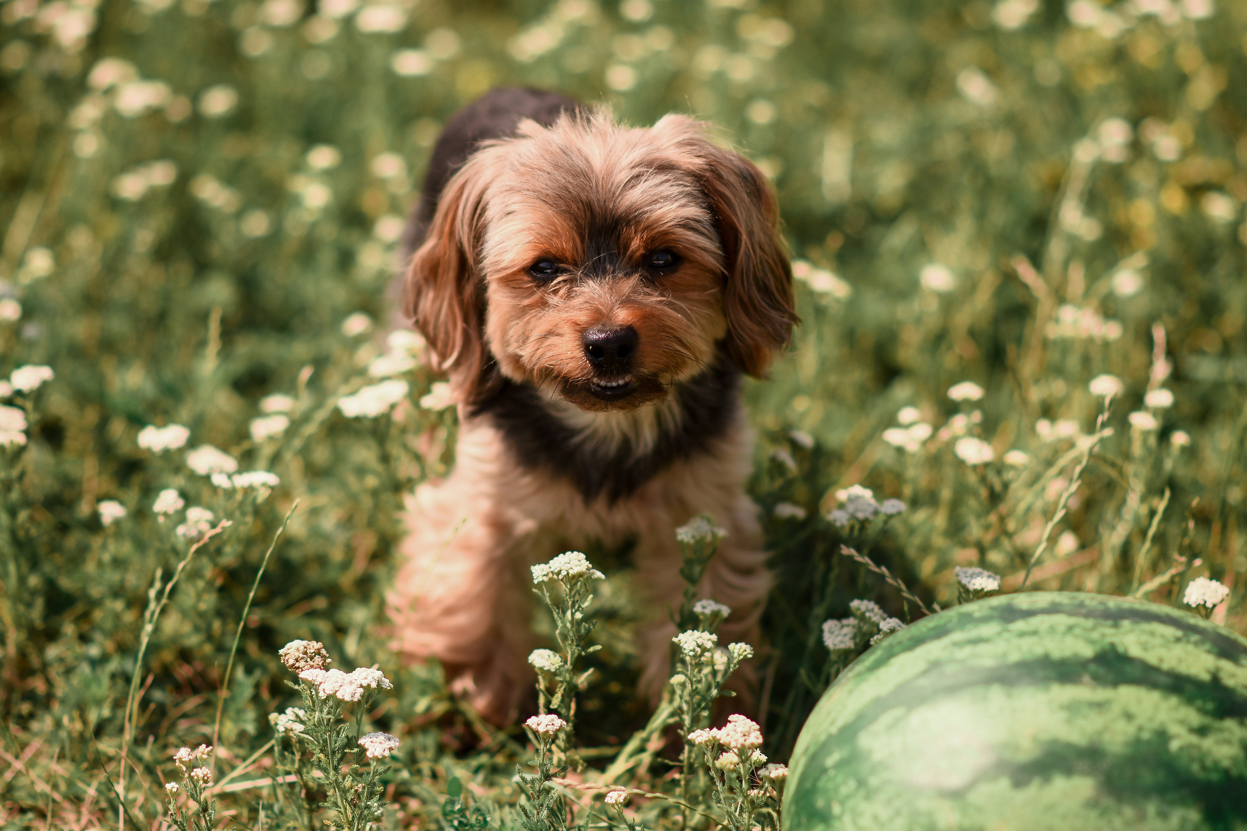 Летняя фотосессия прекрасной семьи. Детский и семейный фотограф Алёна Васильева