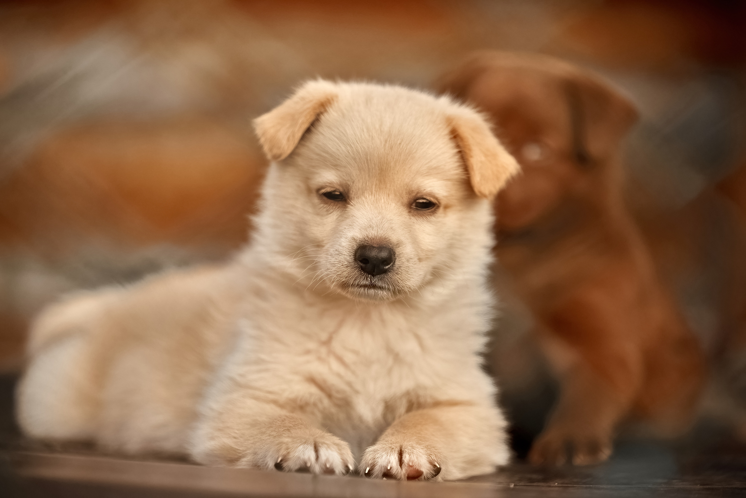 Гавчики. Профессиональный Фотограф Халемонец Андрей в Кривой Рог Днепр Украина