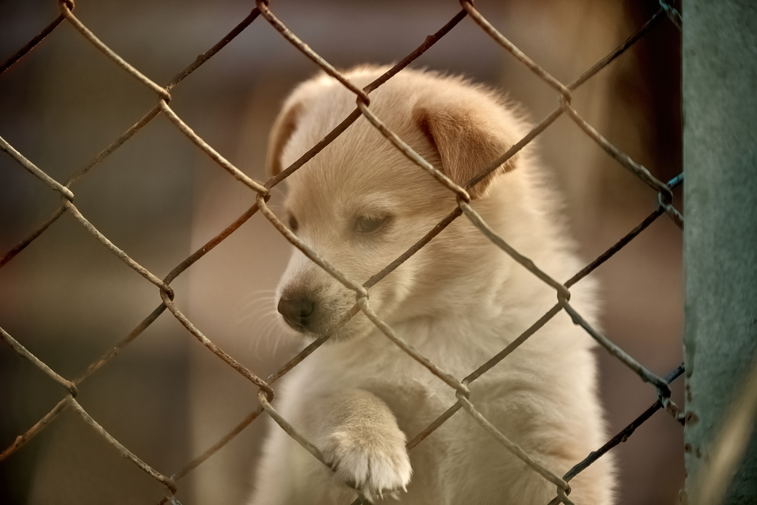белый щенок в вольере за сеткой.