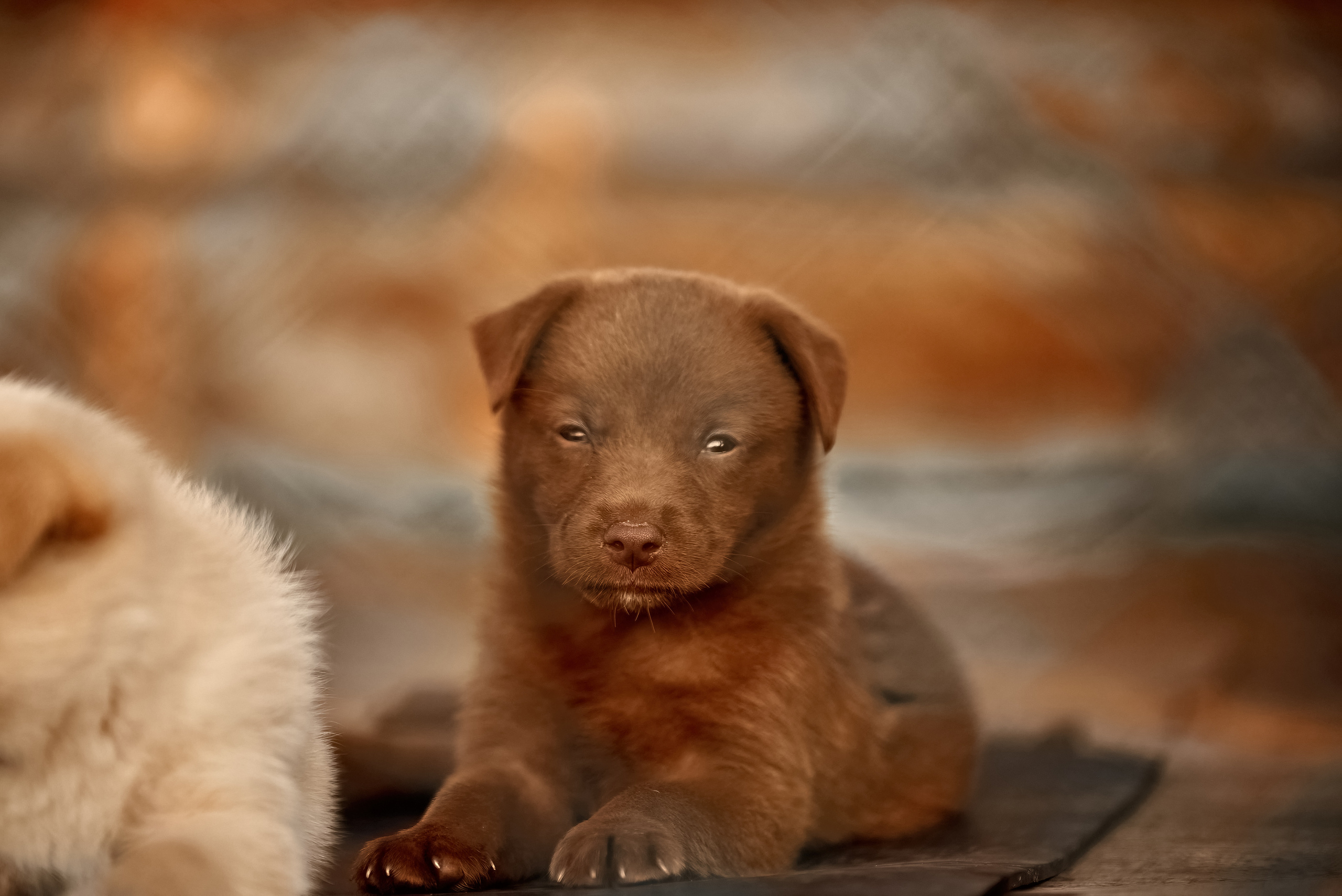 Гавчики. Профессиональный Фотограф Халемонец Андрей в Кривой Рог Днепр Украина