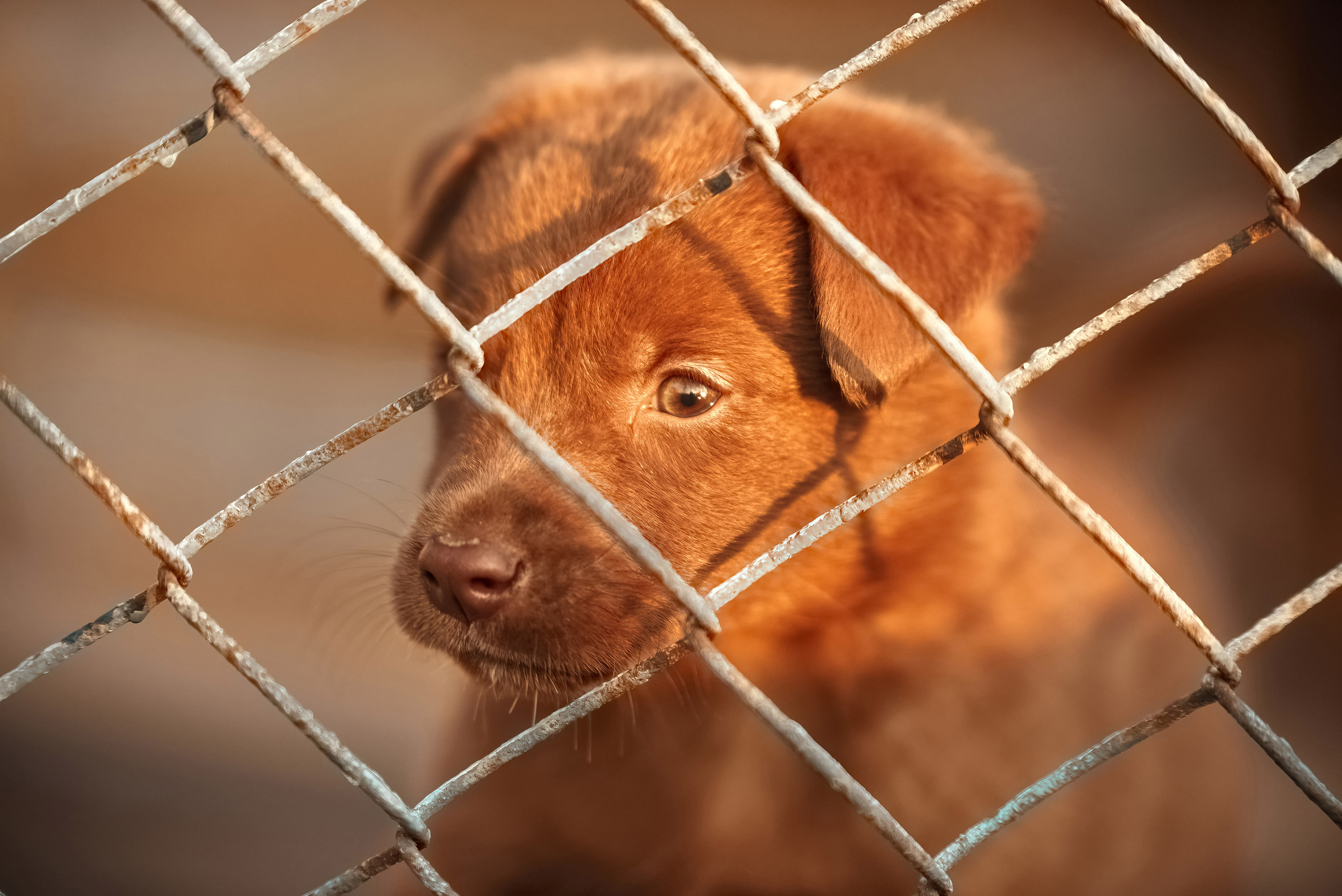 Гавчики. Профессиональный Фотограф Халемонец Андрей в Кривой Рог Днепр Украина