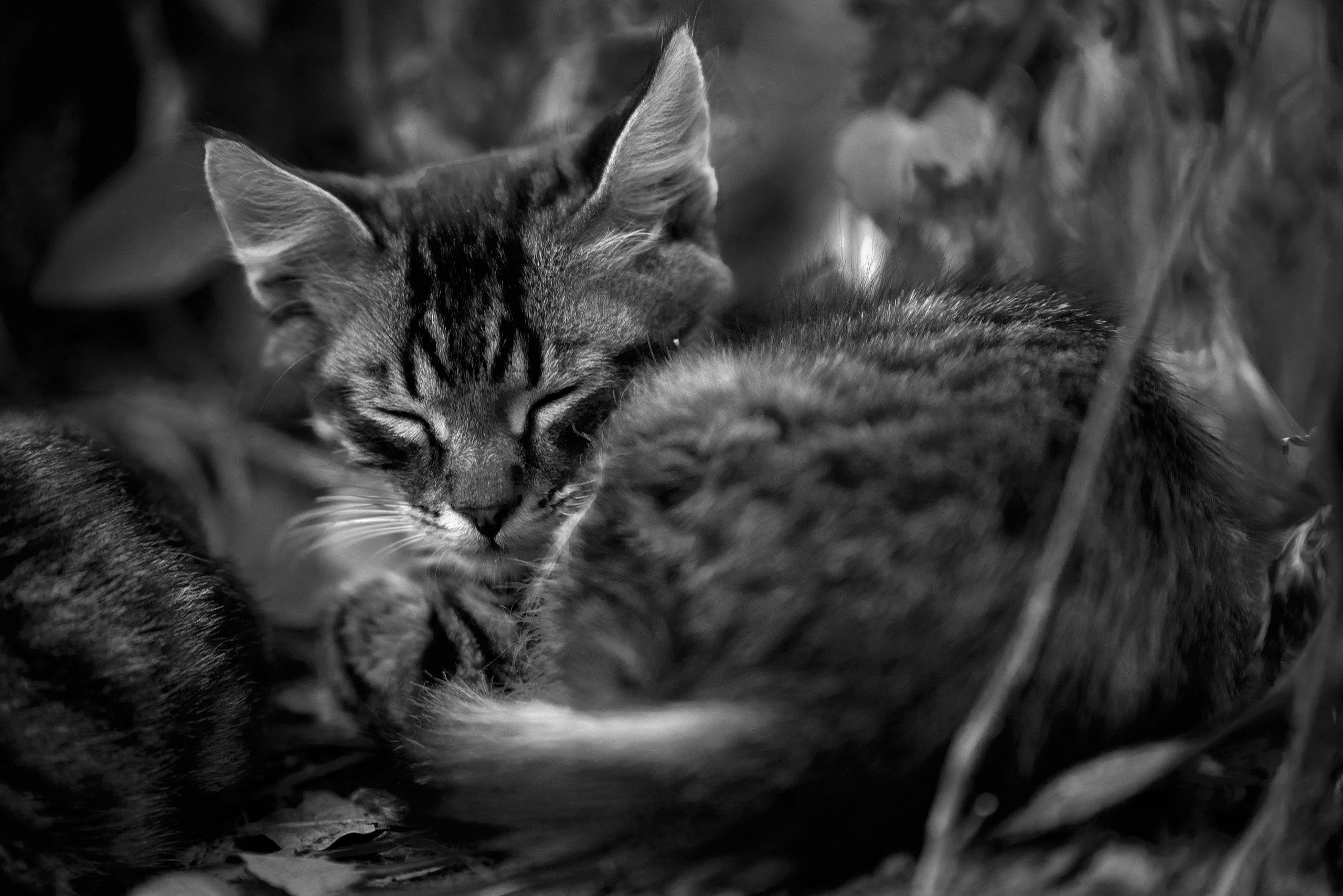 Пушистые обитатели дворов. Профессиональный Фотограф Халемонец Андрей в Кривой Рог Днепр Украина