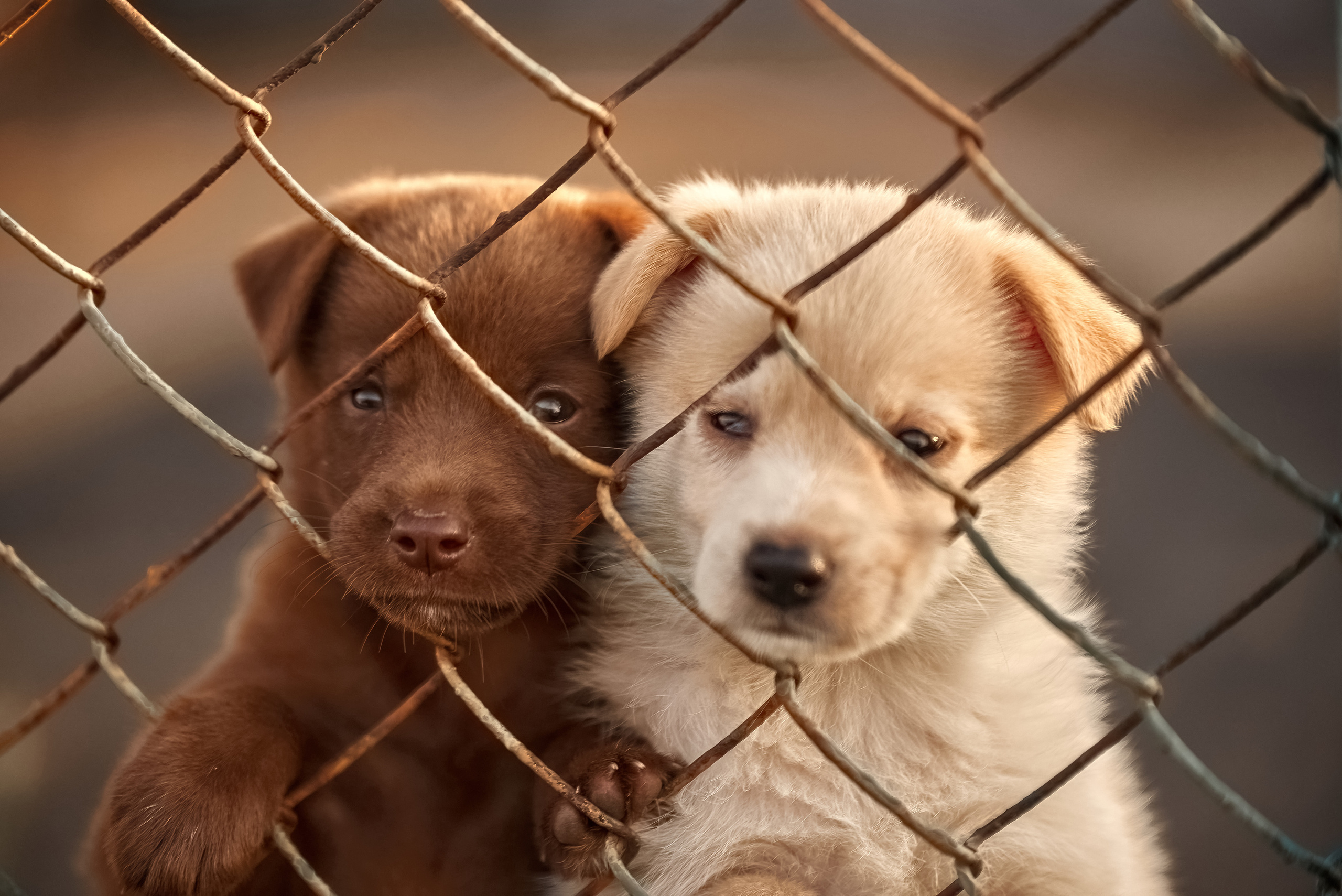 Гавчики. Профессиональный Фотограф Халемонец Андрей в Кривой Рог Днепр Украина