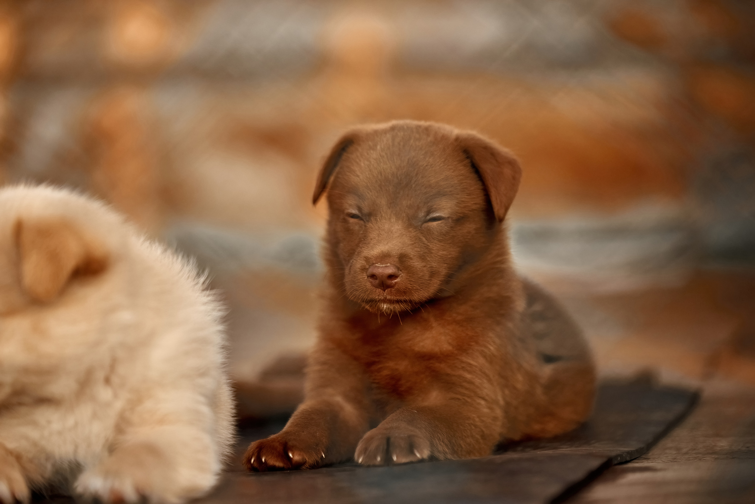 Гавчики. Профессиональный Фотограф Халемонец Андрей в Кривой Рог Днепр Украина