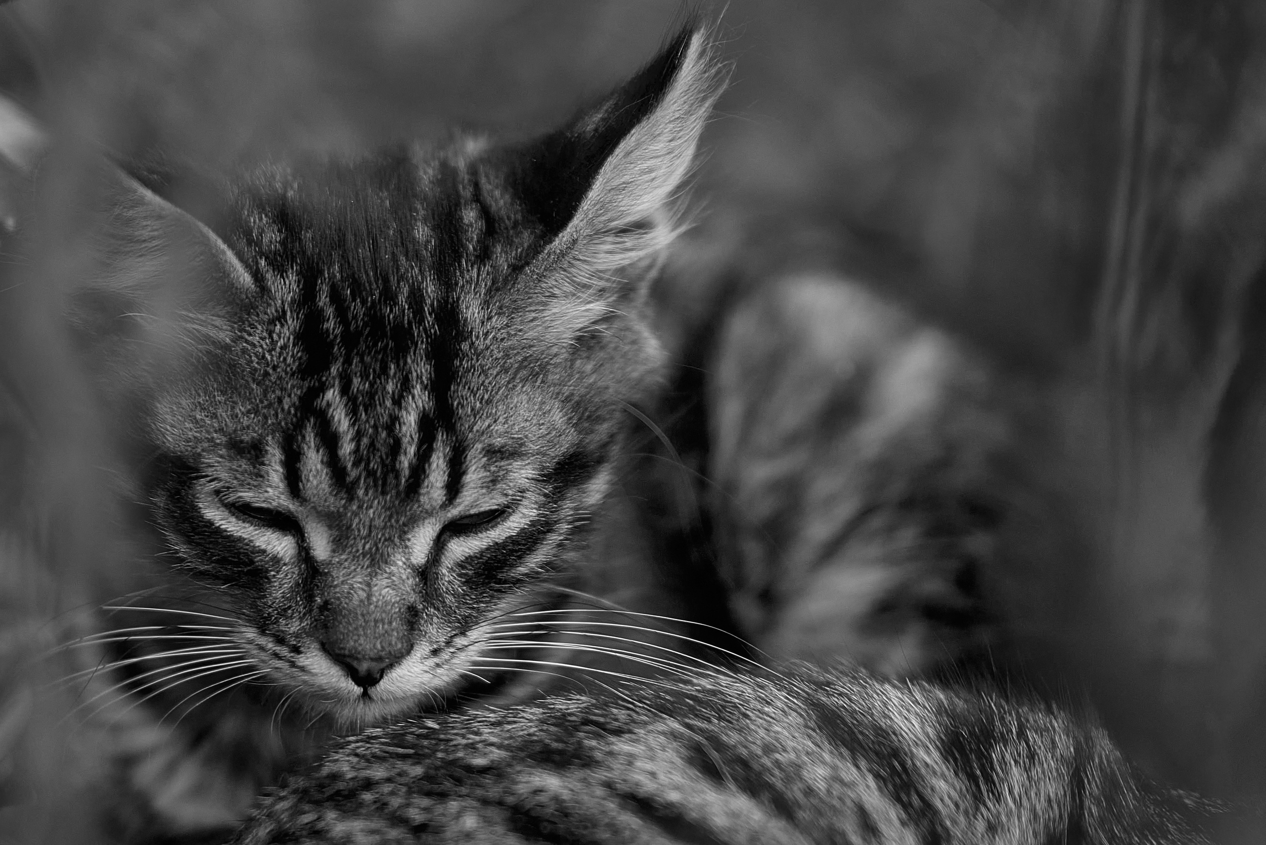 ч/б фото котёнка.