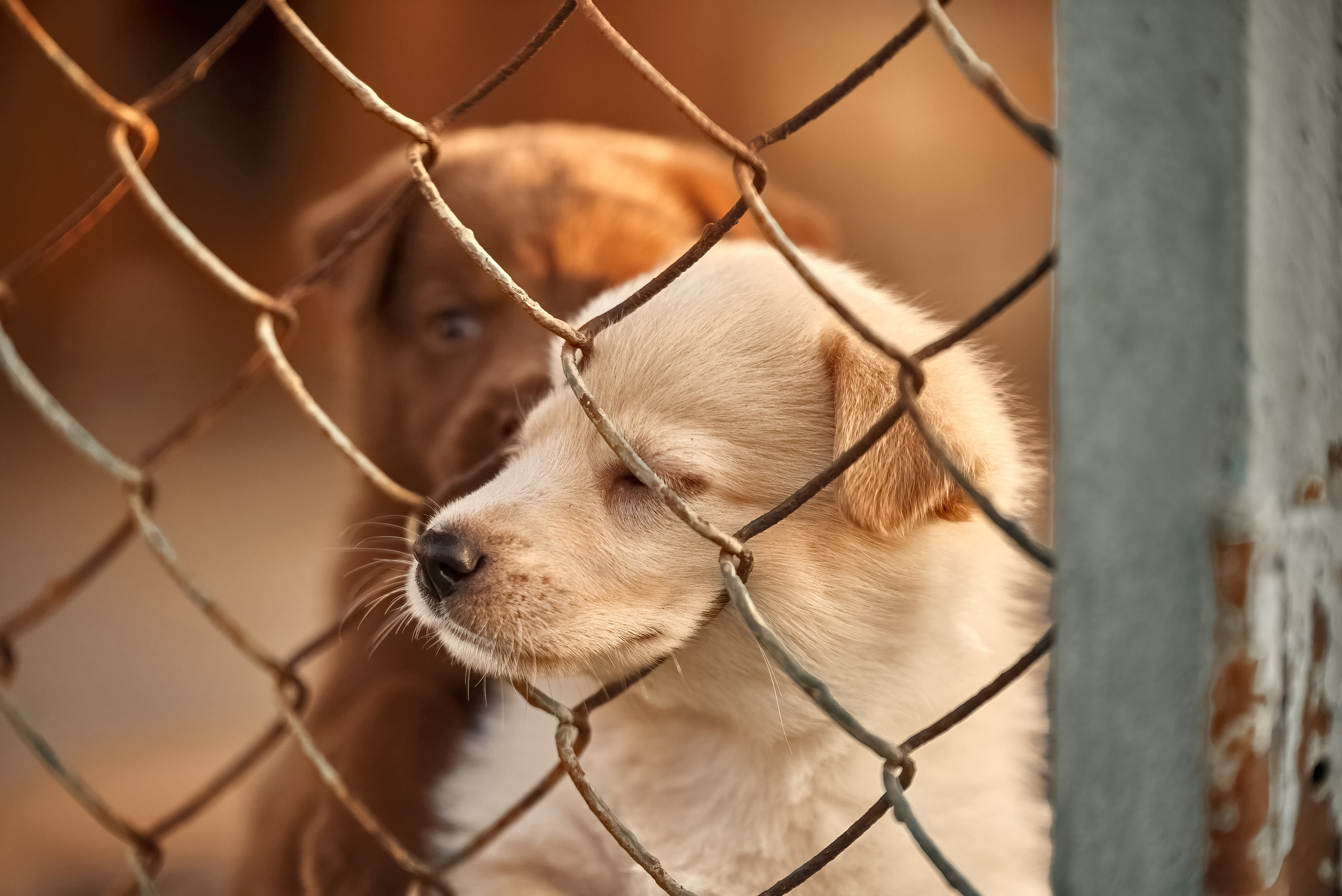 2 щенка за сеткой в вольере.