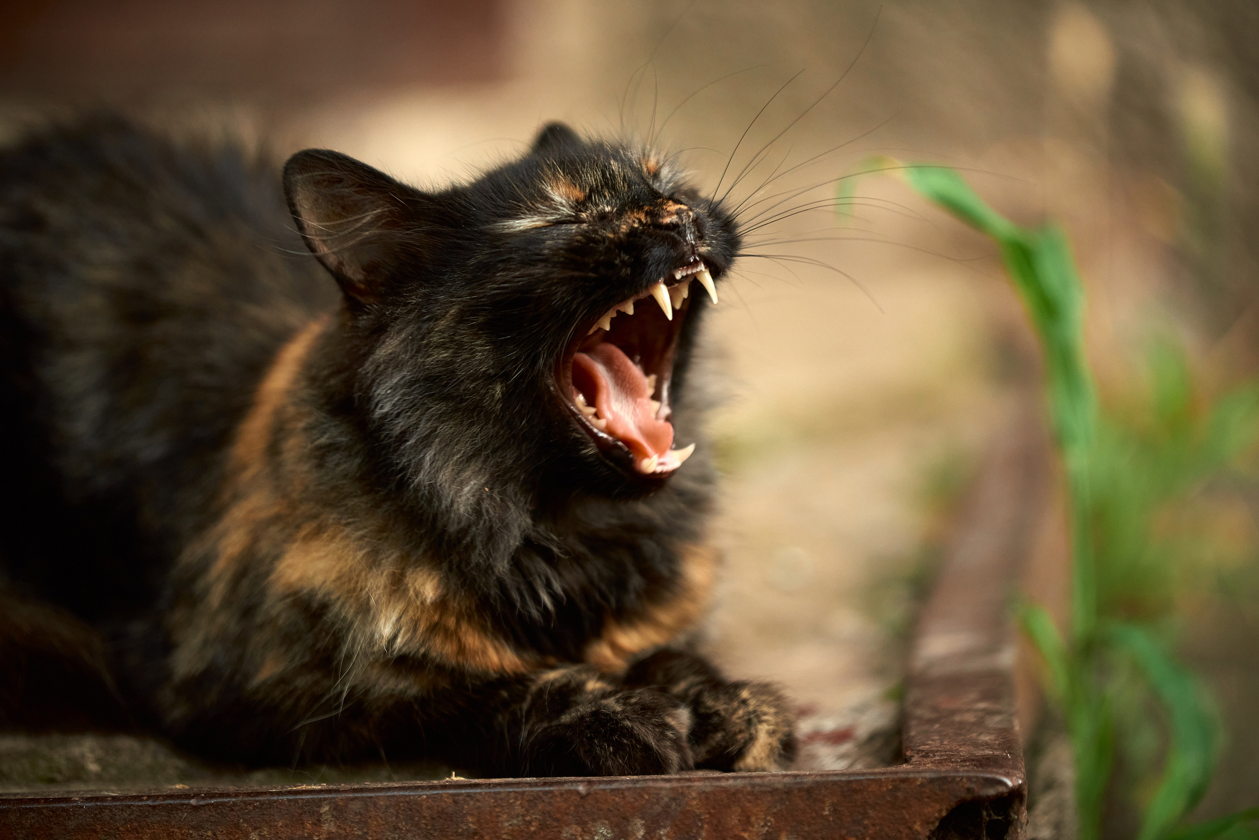 Кот с широкооткрытым ртом.