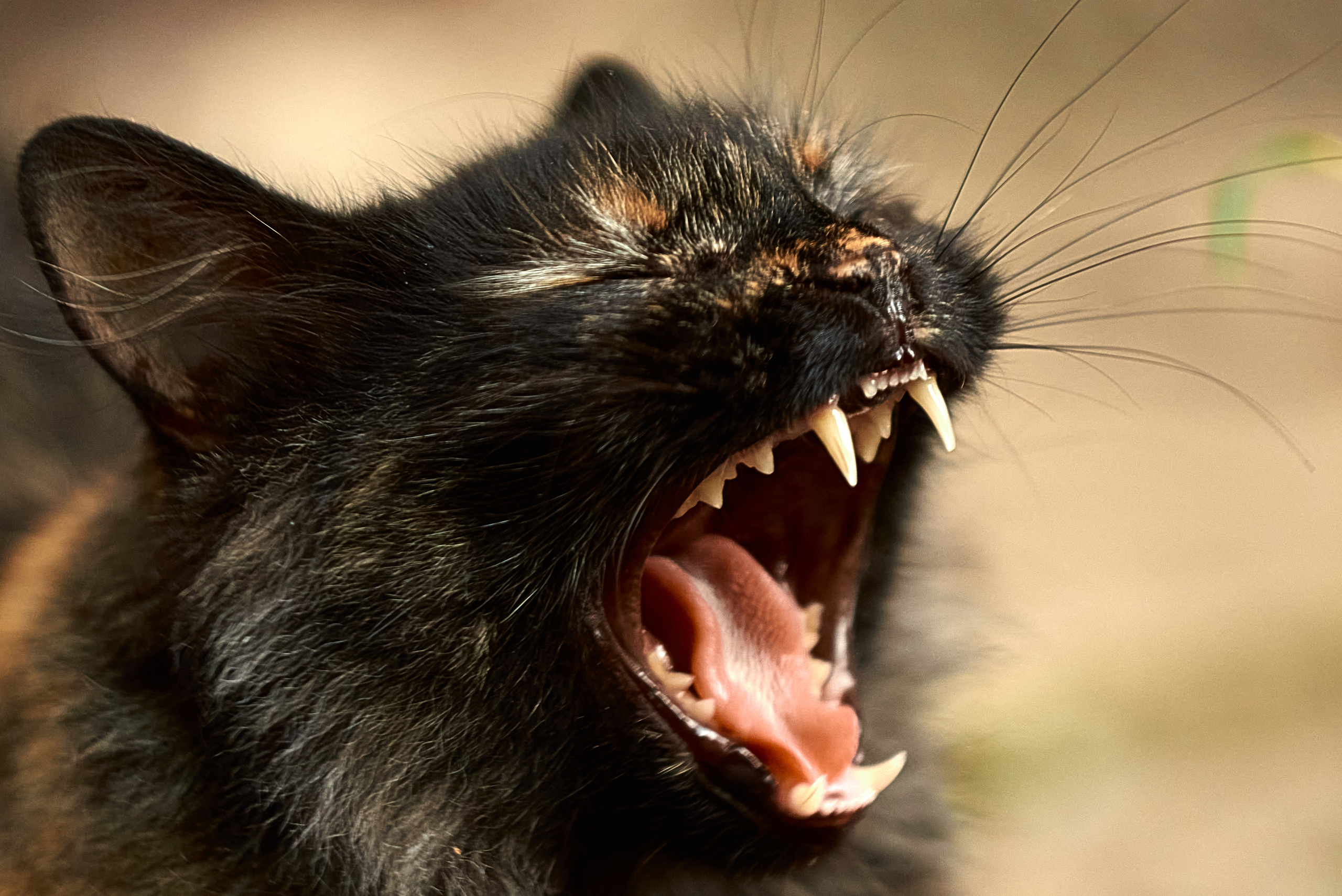 Портрет кота с открытой пастью крупным планом.