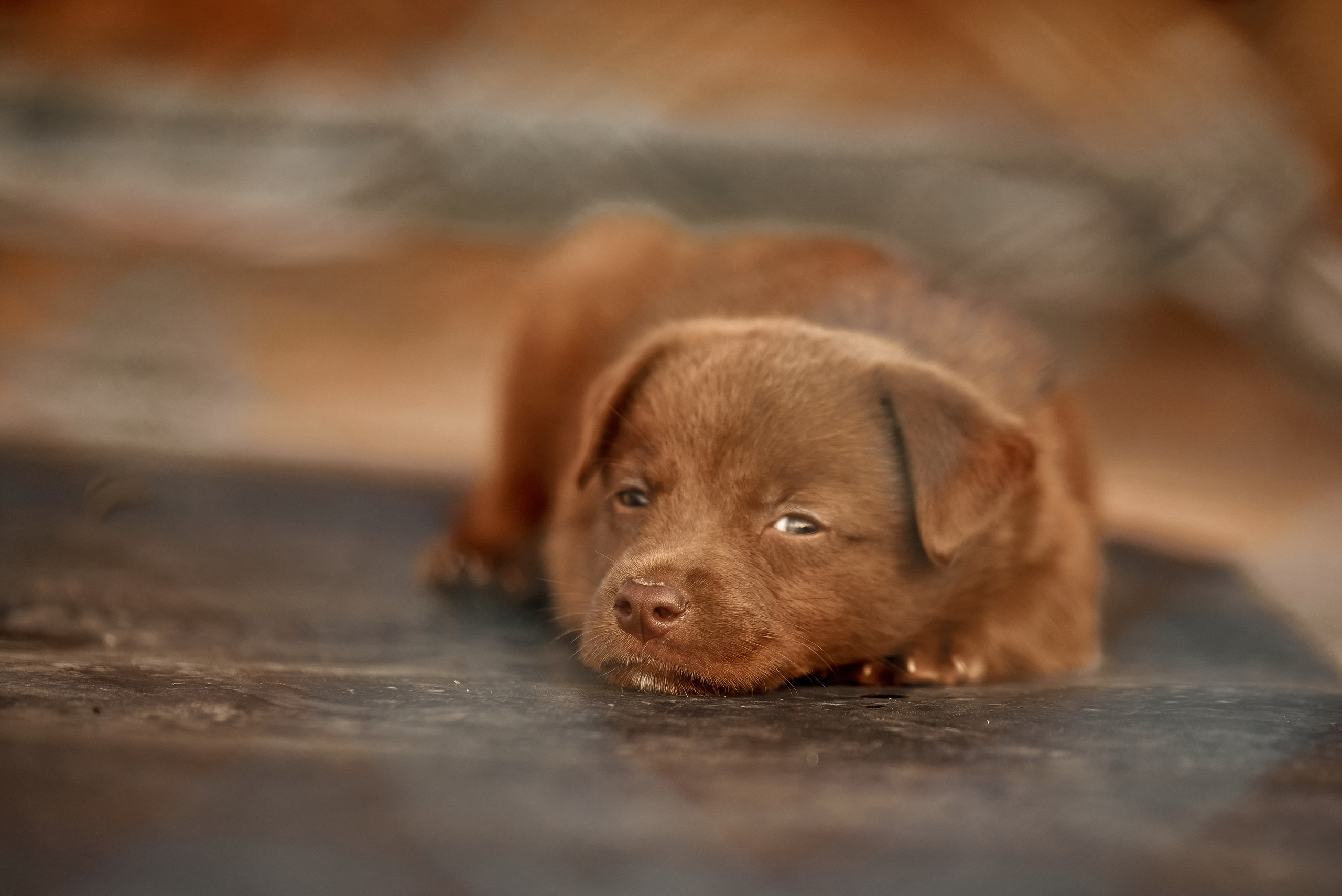 коричневый плюшевый щенок лежит на полу в вольере.