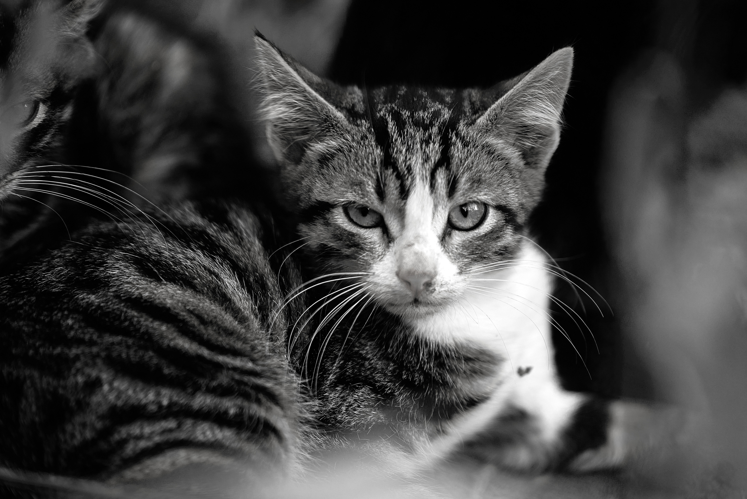 Пушистые обитатели дворов. Профессиональный Фотограф Халемонец Андрей в Кривой Рог Днепр Украина