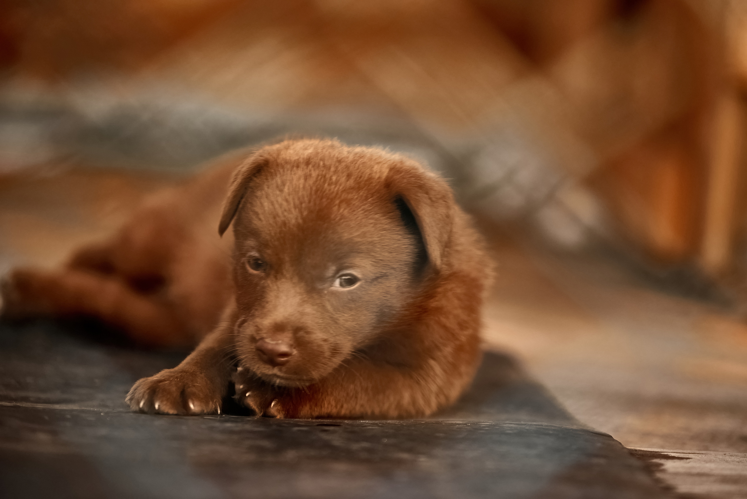Гавчики. Профессиональный Фотограф Халемонец Андрей в Кривой Рог Днепр Украина