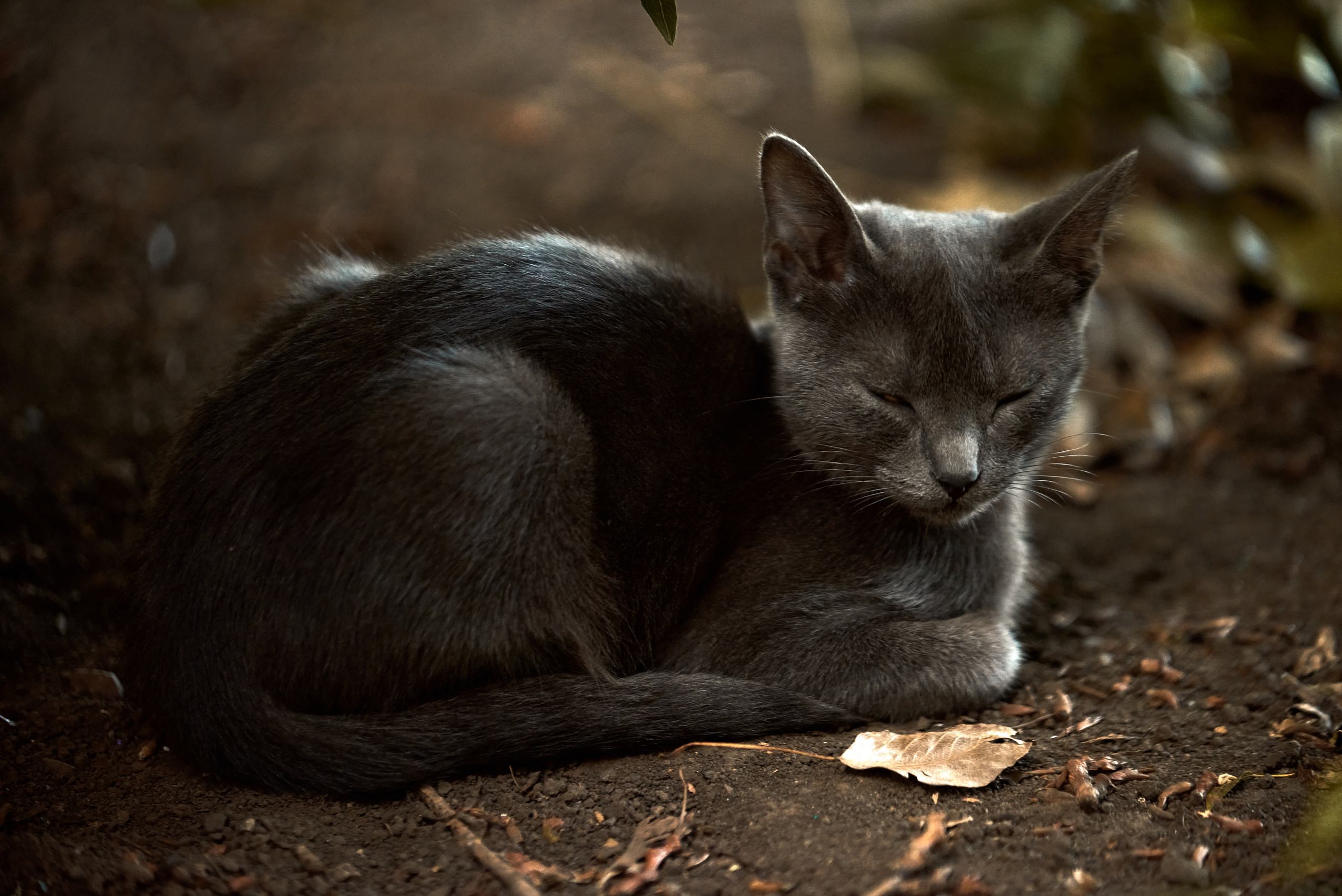 Пушистые обитатели дворов. Профессиональный Фотограф Халемонец Андрей в Кривой Рог Днепр Украина