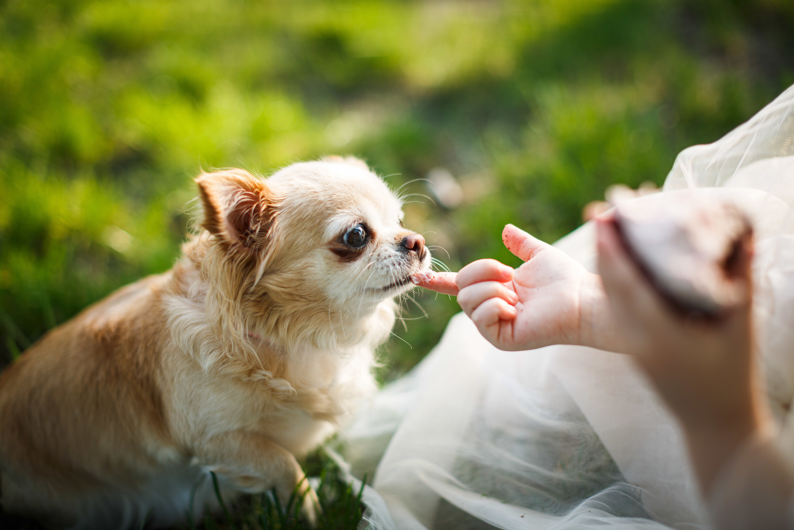 Детская фотосессия в парке для маленькой принцессы с собачкой. Wedding Photographer in Florence, Pisa & Tuscany | Candid & Elegant Photography in Italy