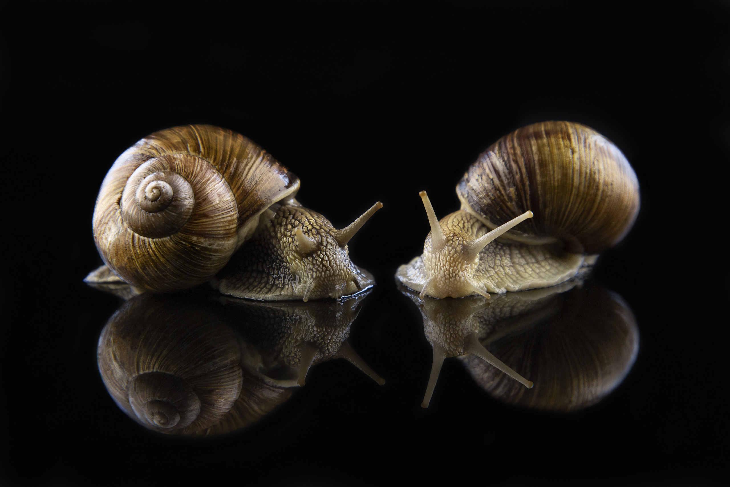 Фото і відео Київ Анна Тимошок. Портретна, предметна, сімейна зйомка