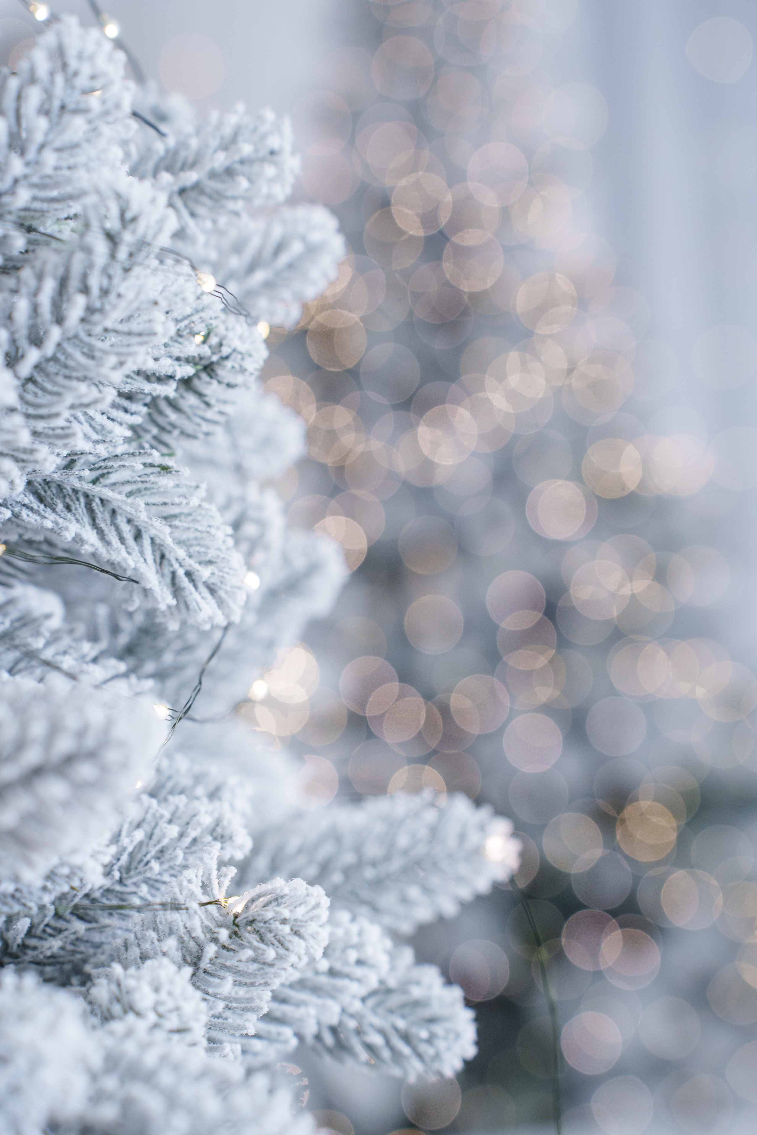 Новорічні шпалери 2025. Сімейний фотограф Київ Наталія Шкаврон