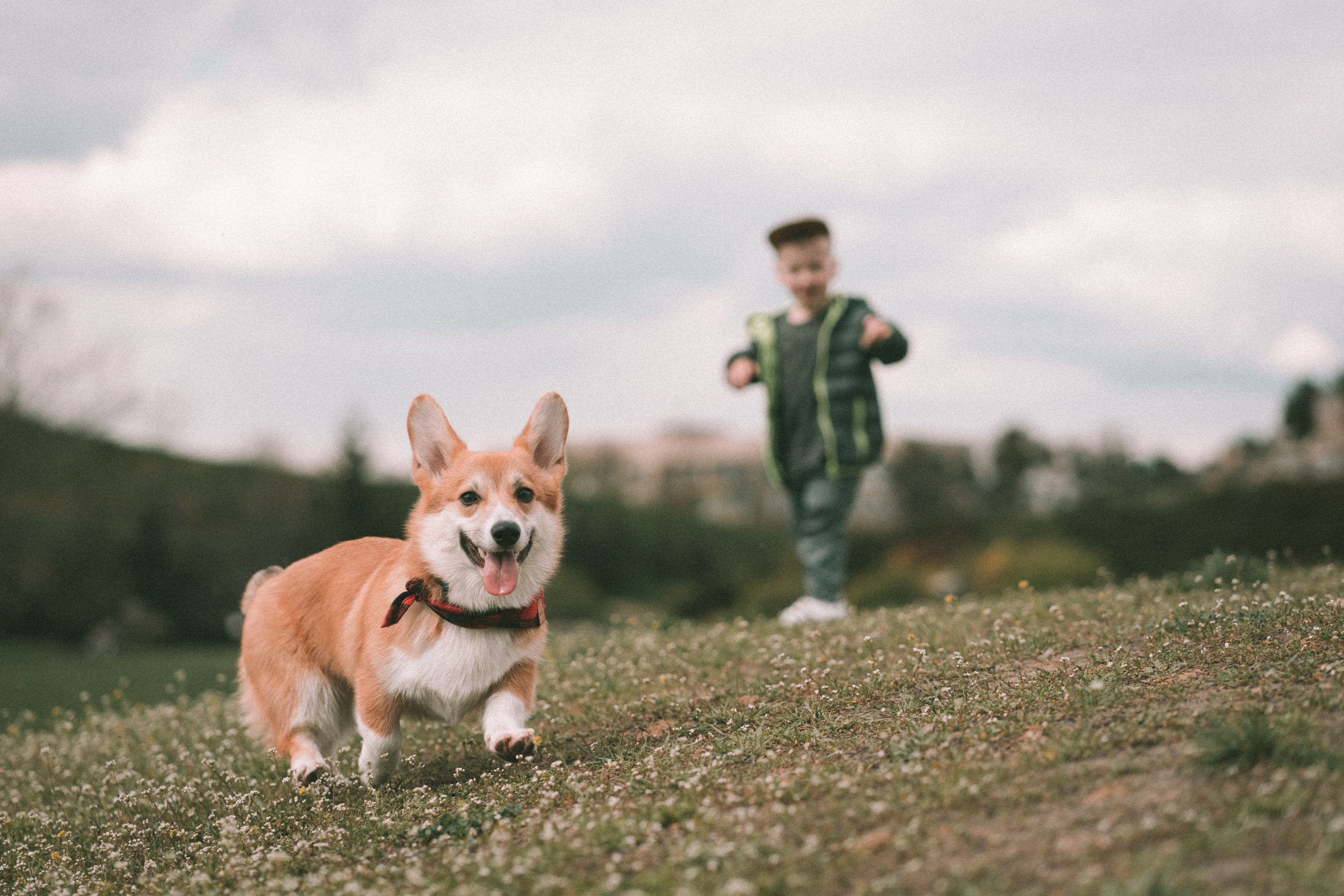 Фотограф Софіївська Борщагівка Софиевская Борщаговка Колода Олена
