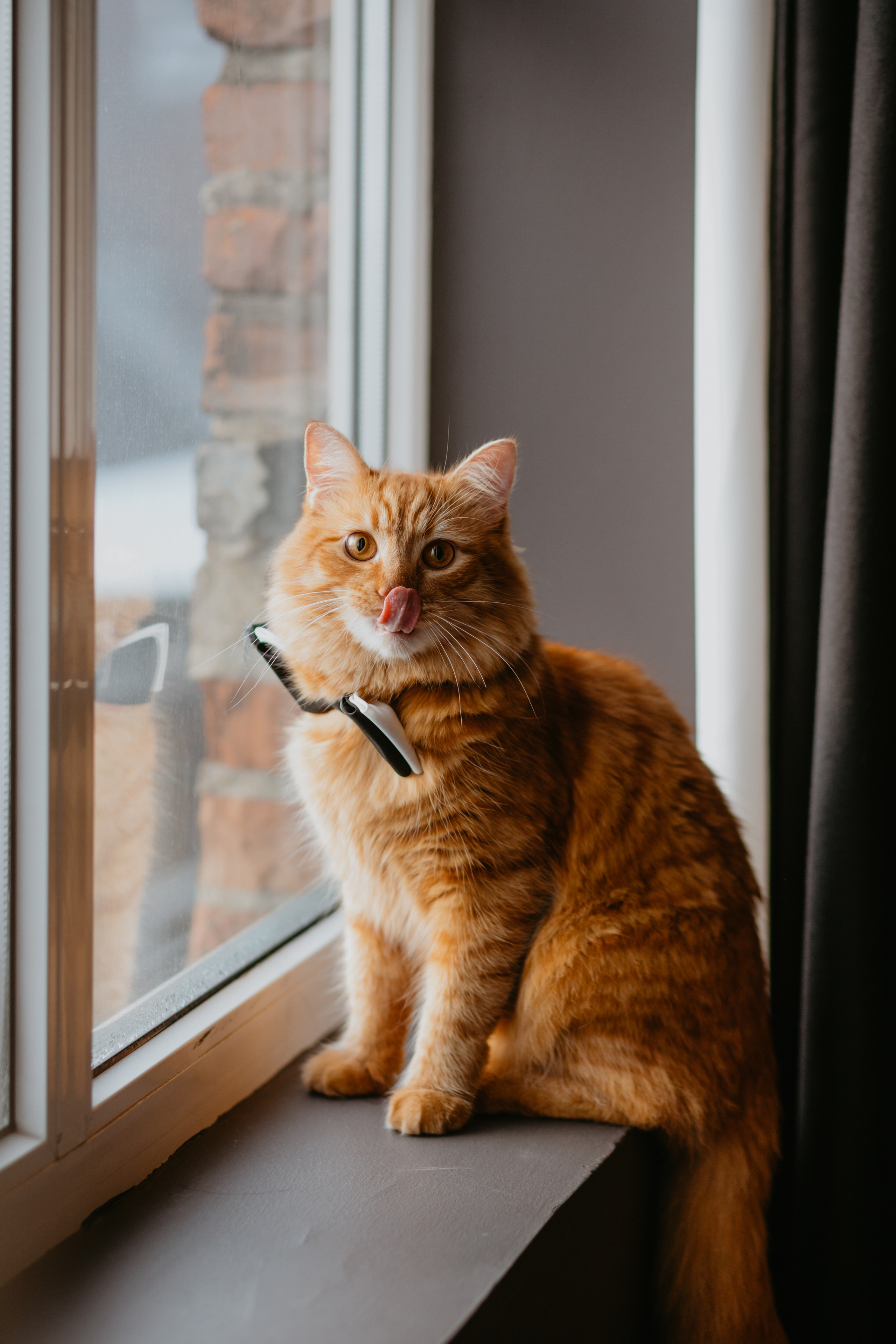 Новорічна зйомка Юлія, Андрій та Пиріжок. Весільний фотограф у Львові Мирон Роксоляна