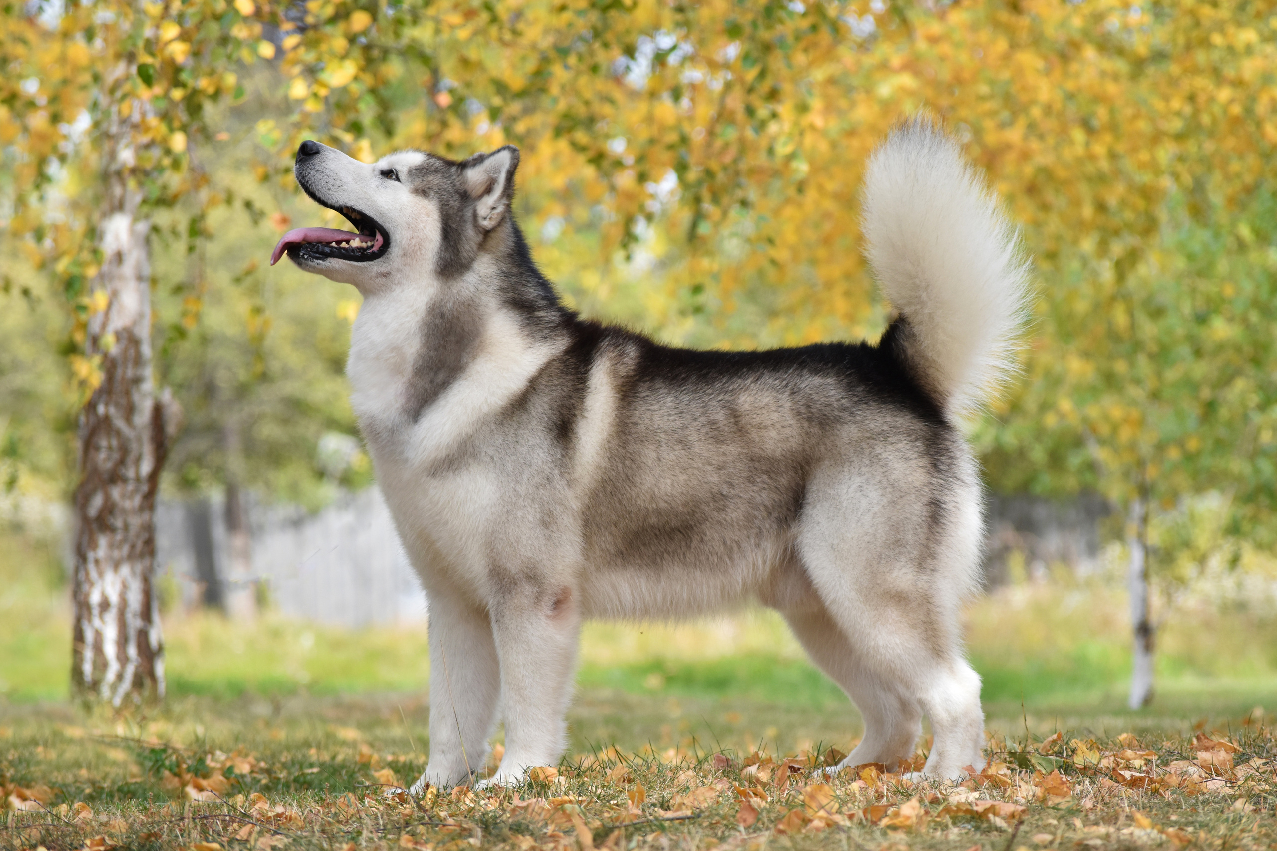 LIGHTMAN`S BEST VASILYEV OSTROV. AVENTURAS EN ALASKA — kennel of Alaskan Malamutes in Ukraine