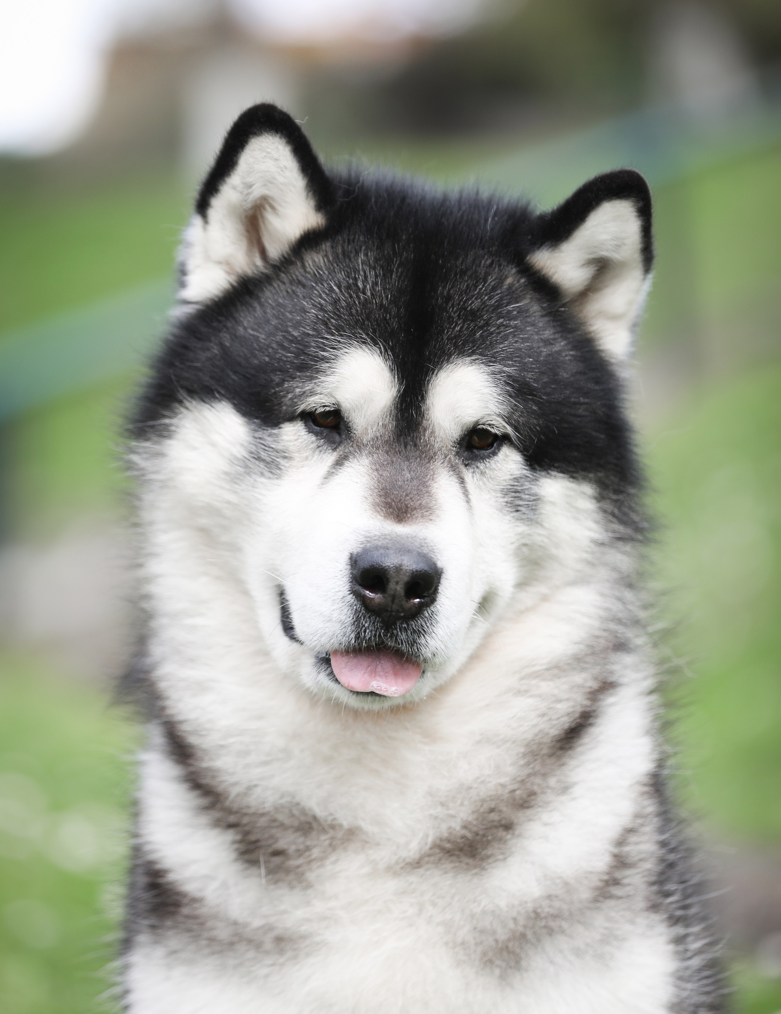 LUBIM OT FILIPPOVOY. AVENTURAS EN ALASKA — kennel of Alaskan Malamutes in Ukraine
