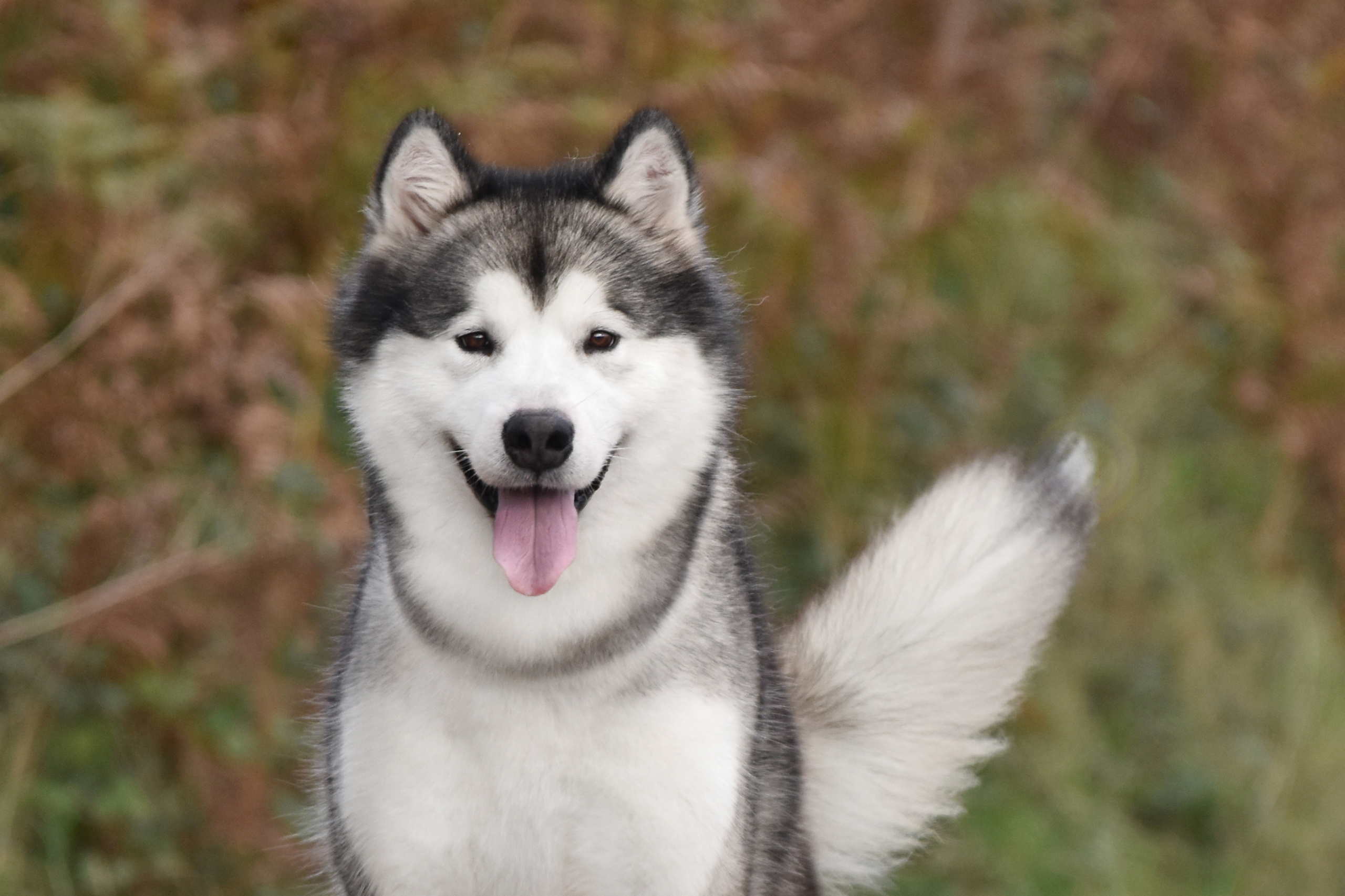 AVENTRAS EN ALASKA MON AMOUR. AVENTURAS EN ALASKA — питомник Аляскинских маламутов в Украине