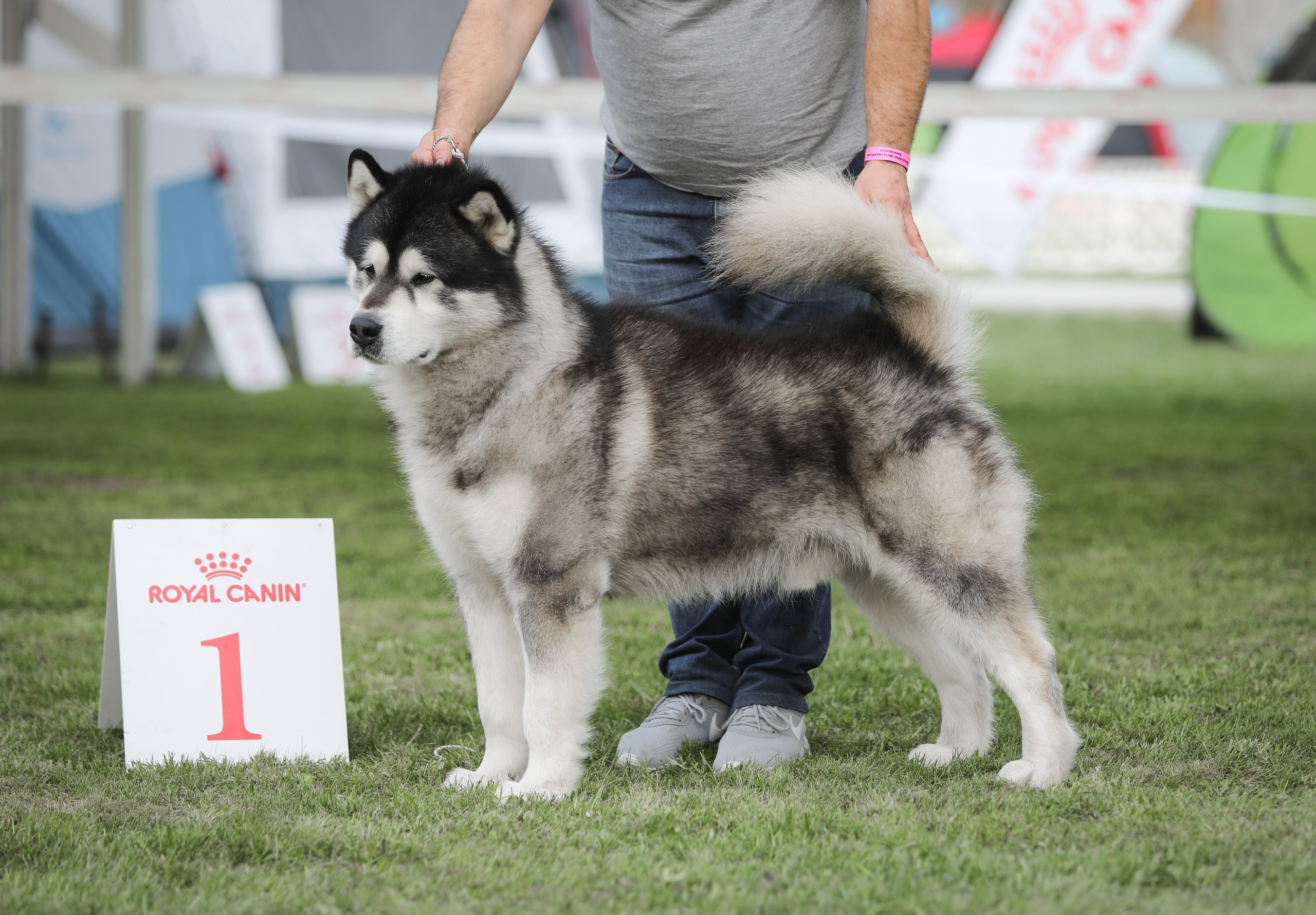LUBIM OT FILIPPOVOY. AVENTURAS EN ALASKA — kennel of Alaskan Malamutes in Ukraine