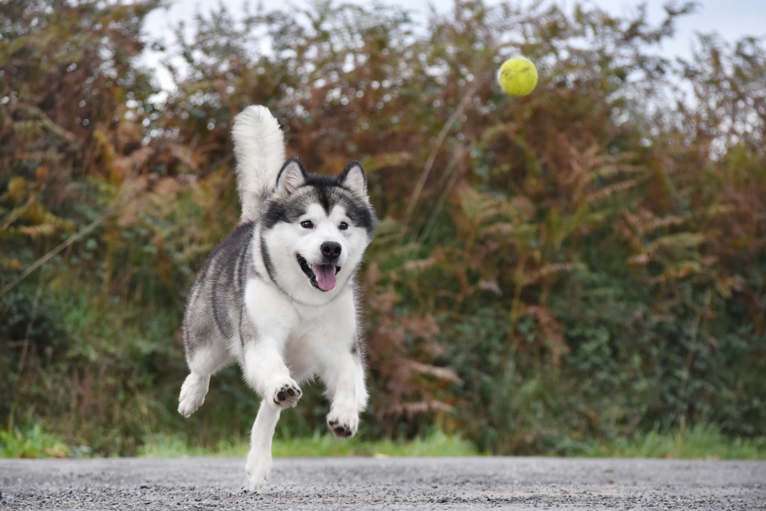 AVENTRAS EN ALASKA MON AMOUR. AVENTURAS EN ALASKA — питомник Аляскинских маламутов в Украине