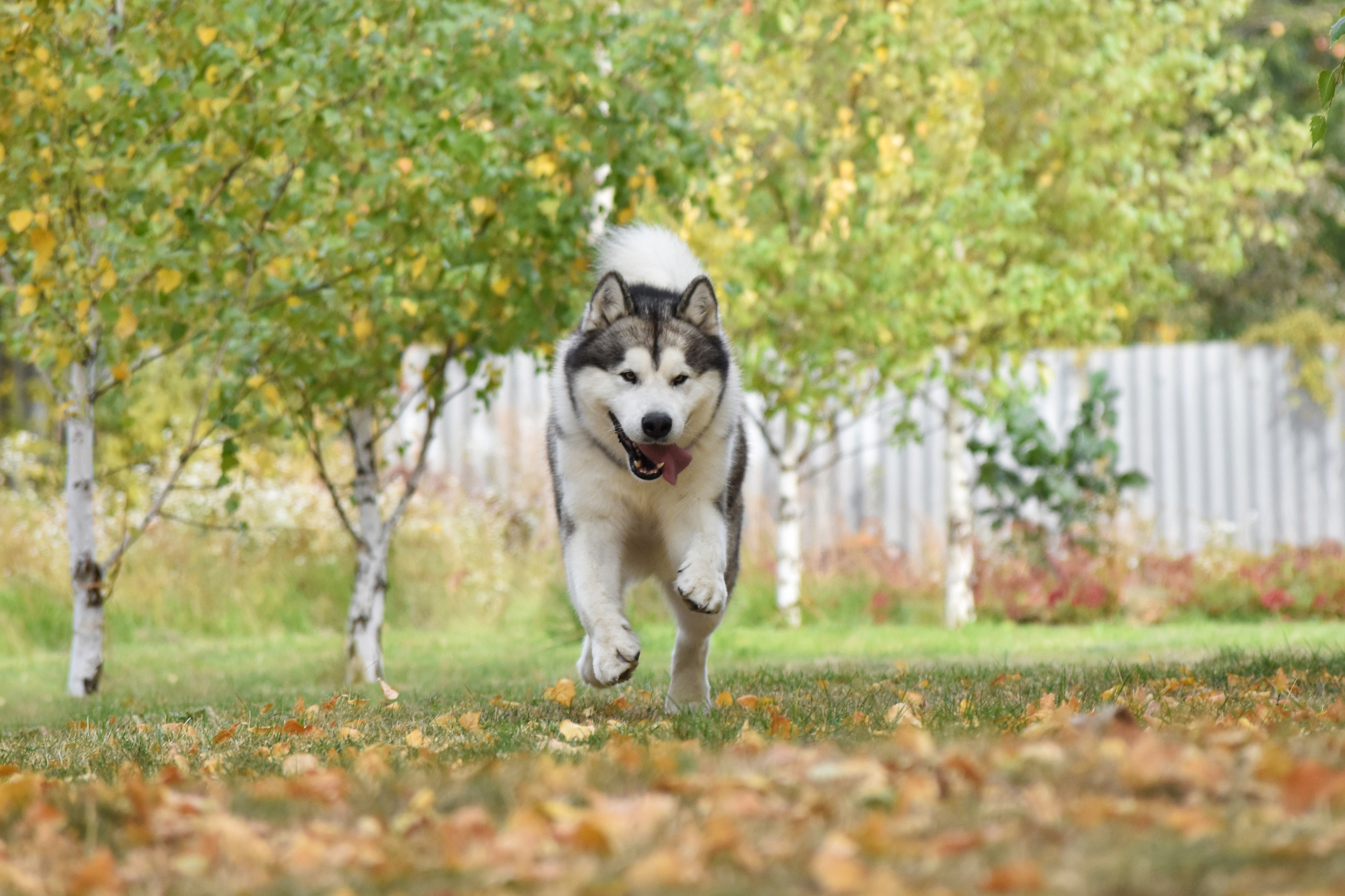 LIGHTMAN`S BEST VASILYEV OSTROV. AVENTURAS EN ALASKA — kennel of Alaskan Malamutes in Ukraine